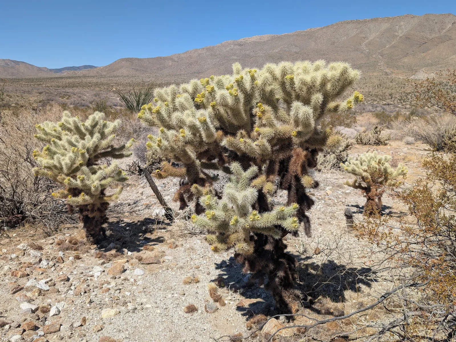 Teddy Bear Cholla (Cylindropuntia Bigelovii) — drought-tolerant plant that provides year-round interest and a dramatic flair to the landscape