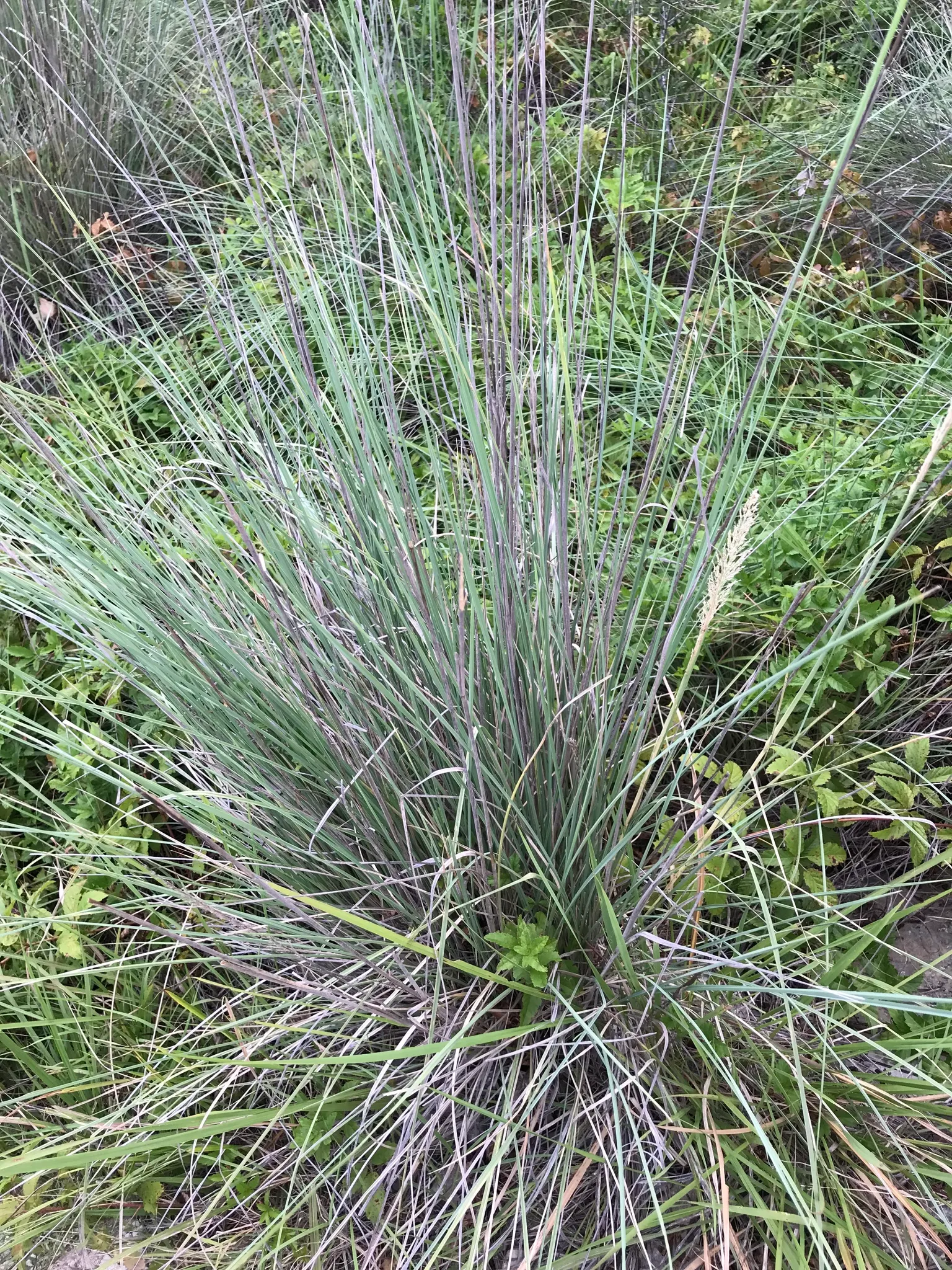 Lindheimer's Muhly (Muhlenbergia Lindheimeri) — Lindheimer's Muhly (Muhlenbergia lindheimeri) is a perennial grass native to Texas