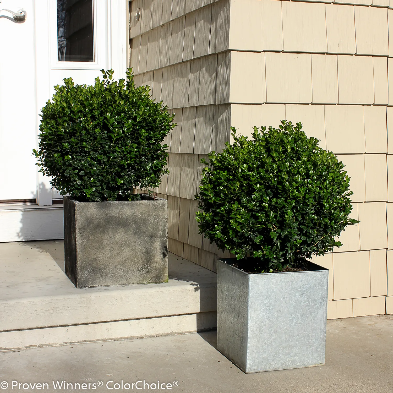 Sprinter® Boxwood (Buxus microphylla) — It matures at 24-48 inches tall and wide, making it useful for hedges, containers, and foundation plantings