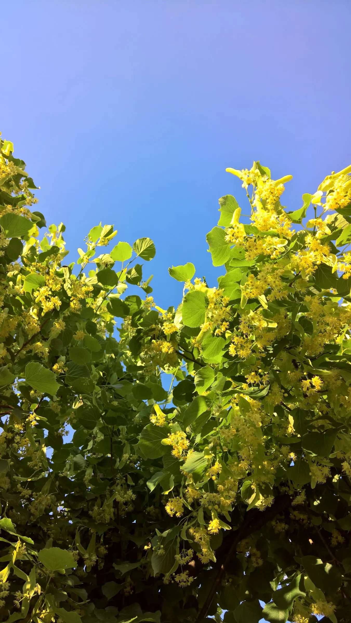 Littleleaf Linden (Tilia Cordata) — turning to a more rounded crown with age; tilia cordata can handle environmental stressors such as pollution and limited
