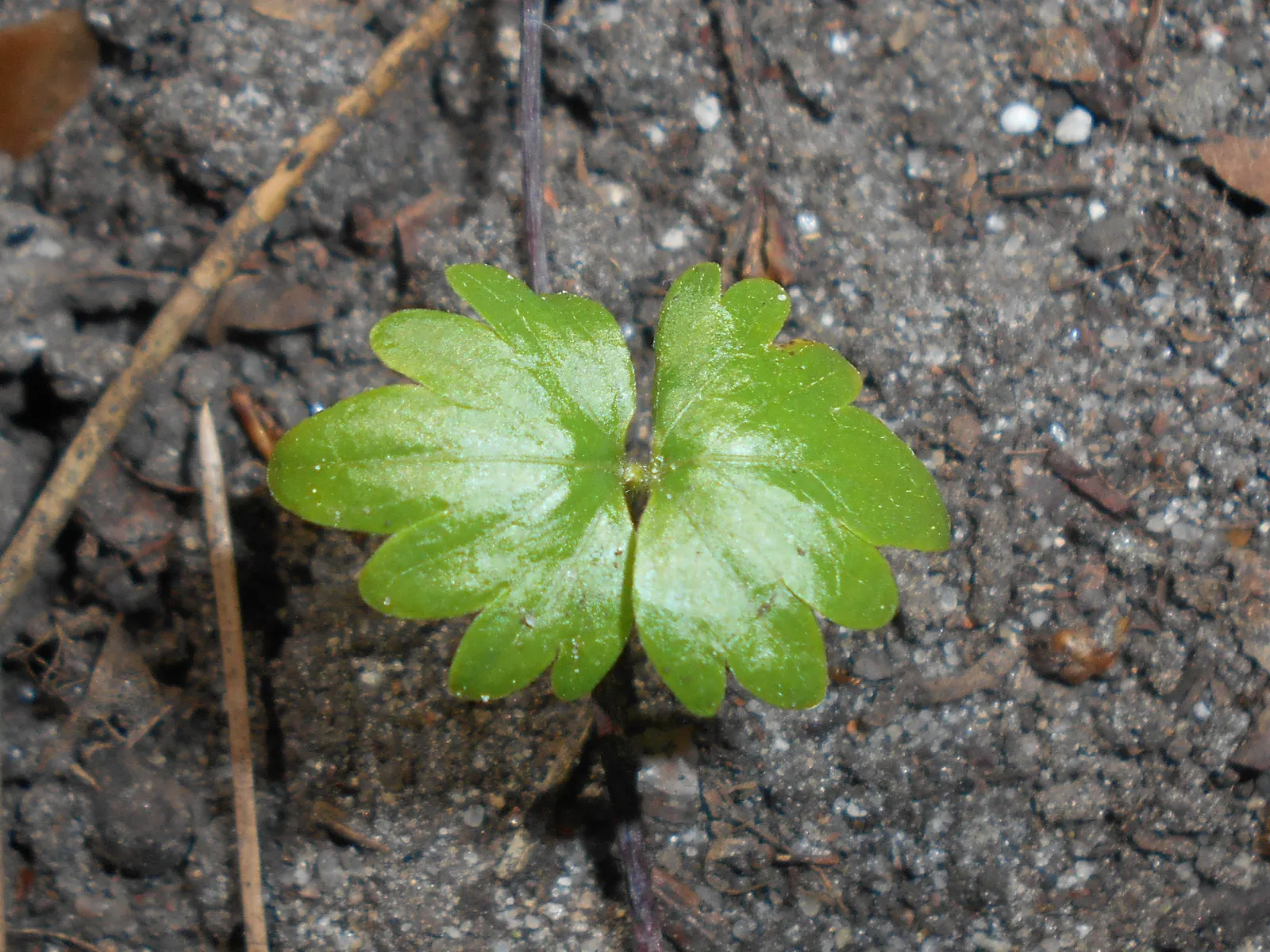 Littleleaf Linden (Tilia Cordata) — tree with white blooms