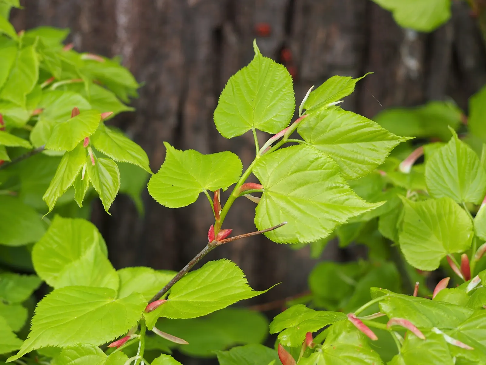 Littleleaf Linden (Tilia Cordata) — this deciduous tree provides summer shade and attracts pollinators; turning to a more rounded crown with age