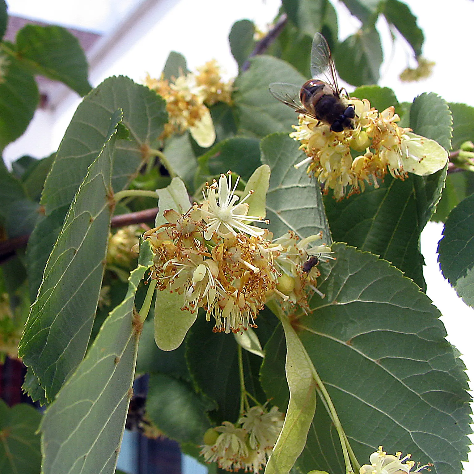 Littleleaf Linden (Tilia Cordata) — is a deciduous tree cherished for its ornamental and functional qualities in landscape design; tilia cordata can handle