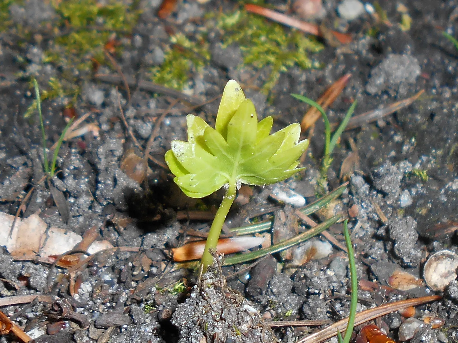 Littleleaf Linden (Tilia Cordata) — Hardy in zones 3-7, it requires well-drained soils; making it an excellent choice for both shade and street plantings
