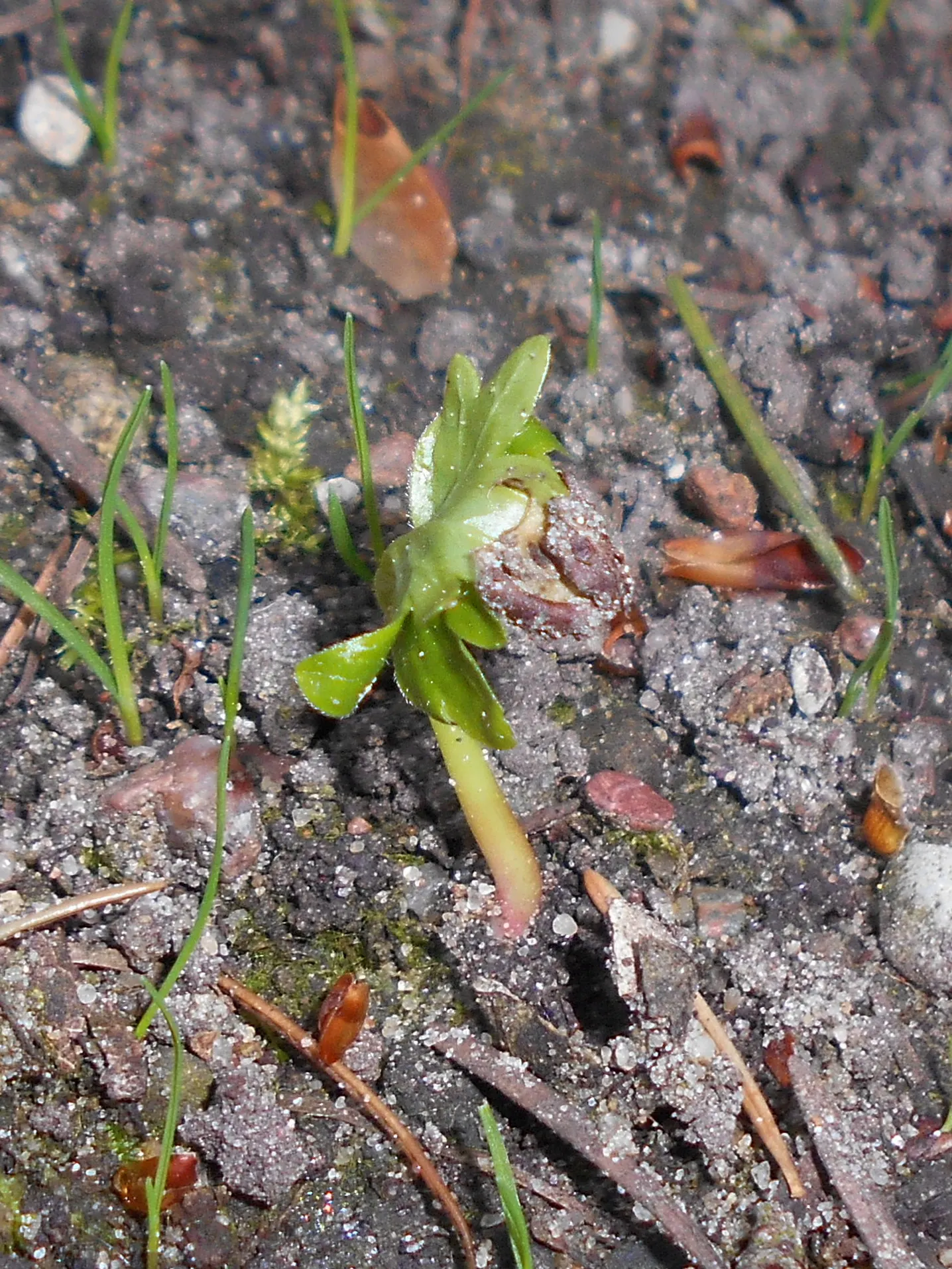 Littleleaf Linden (Tilia Cordata) — tree for full