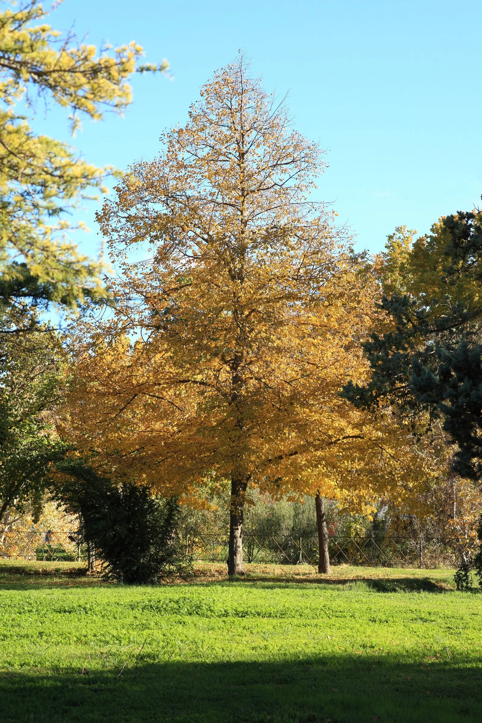 Littleleaf Linden (Tilia Cordata) — scientifically known as Tilia cordata; offering not just visual appeal
