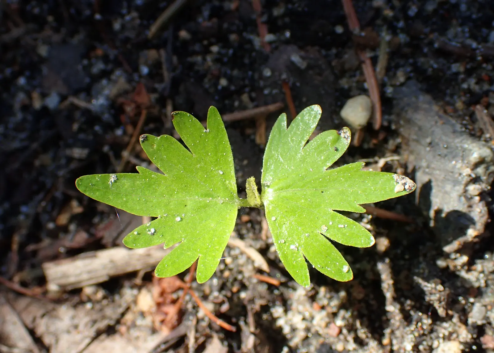 Littleleaf Linden (Tilia Cordata) — white flowers in the garden