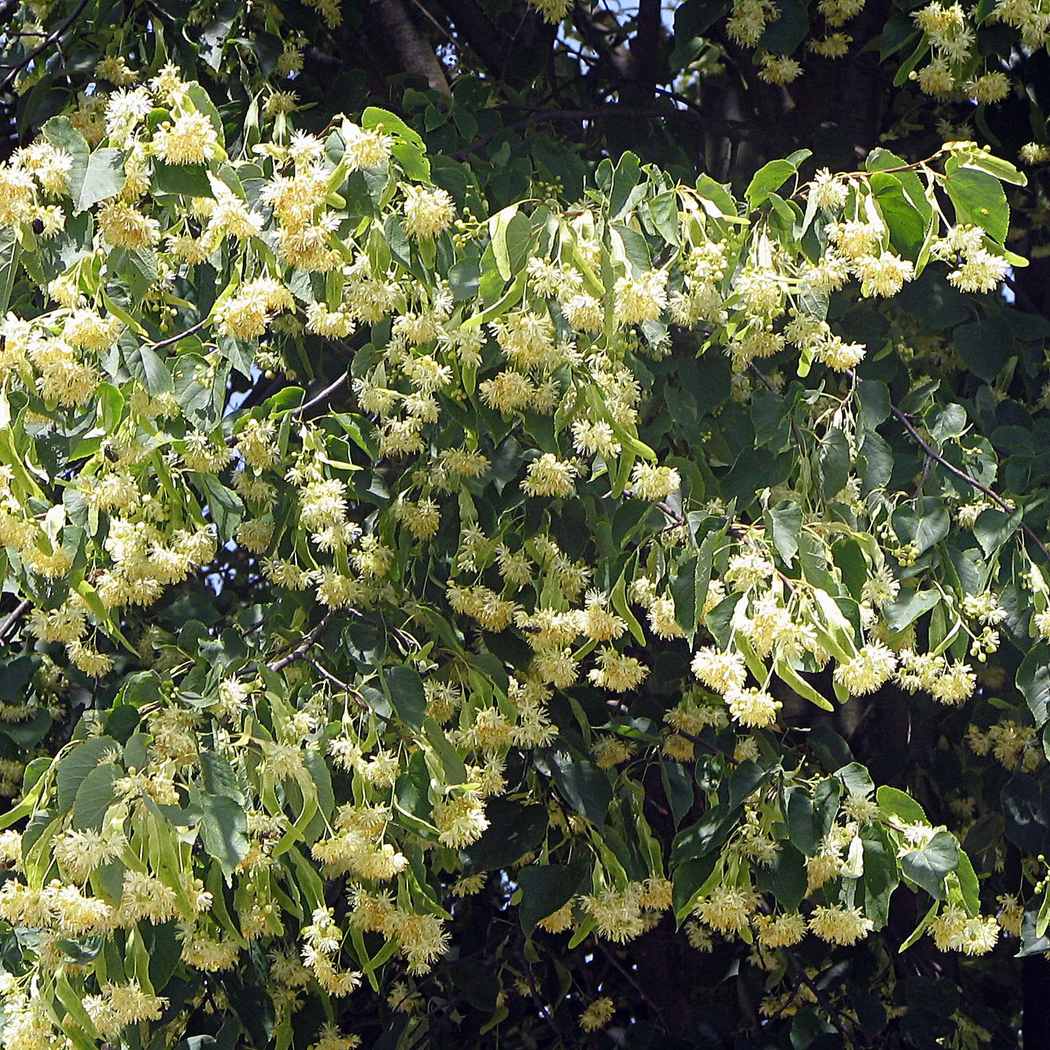 Littleleaf Linden (Tilia Cordata) — making it an excellent choice for both shade and street plantings; turning to a more rounded crown with age
