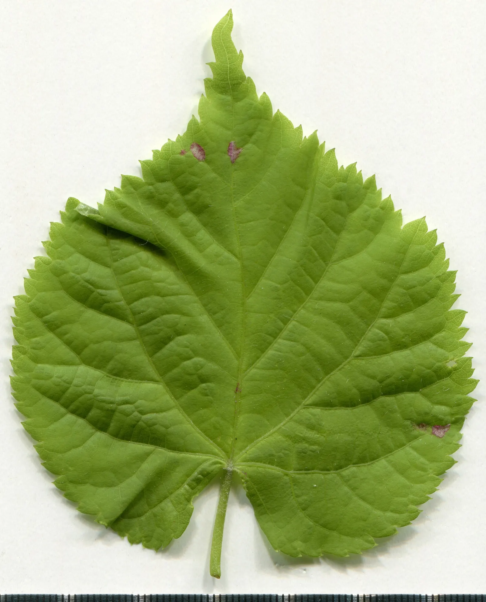Littleleaf Linden (Tilia Cordata) — Maturing to 60-70 feet in height with a 35-50 foot spread; offering not just visual appeal