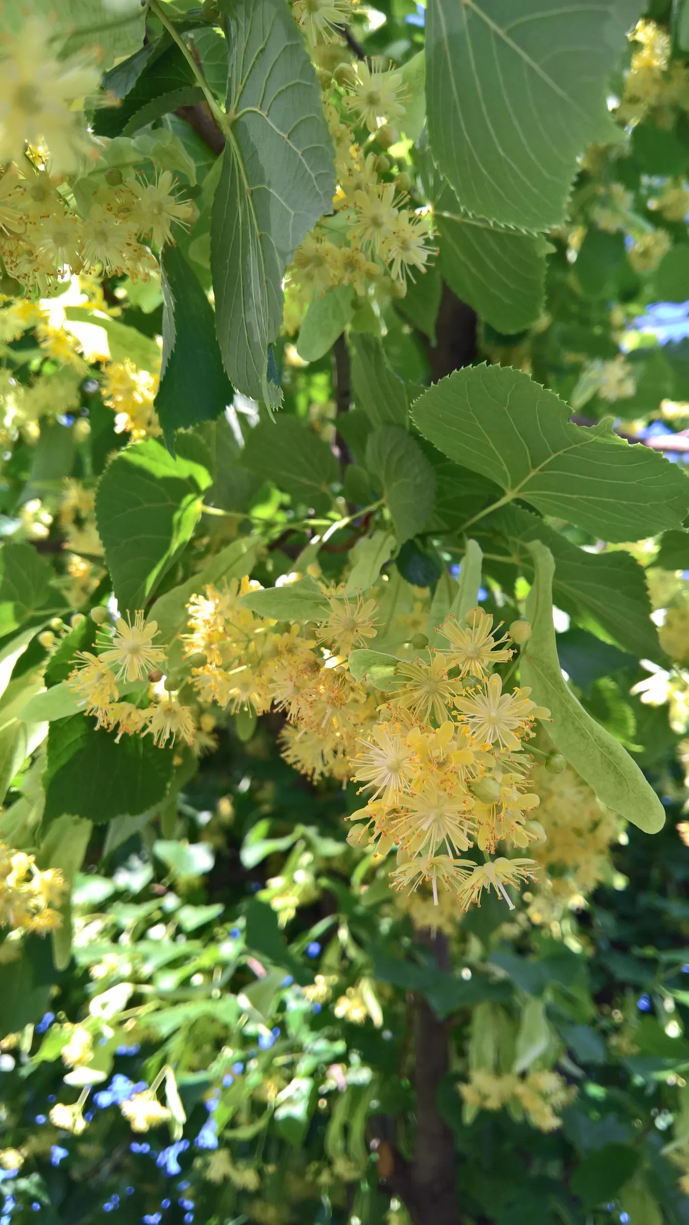 Littleleaf Linden (Tilia Cordata) — Ideal for urban landscapes due to its adaptability; and ecological benefits for any landscape design