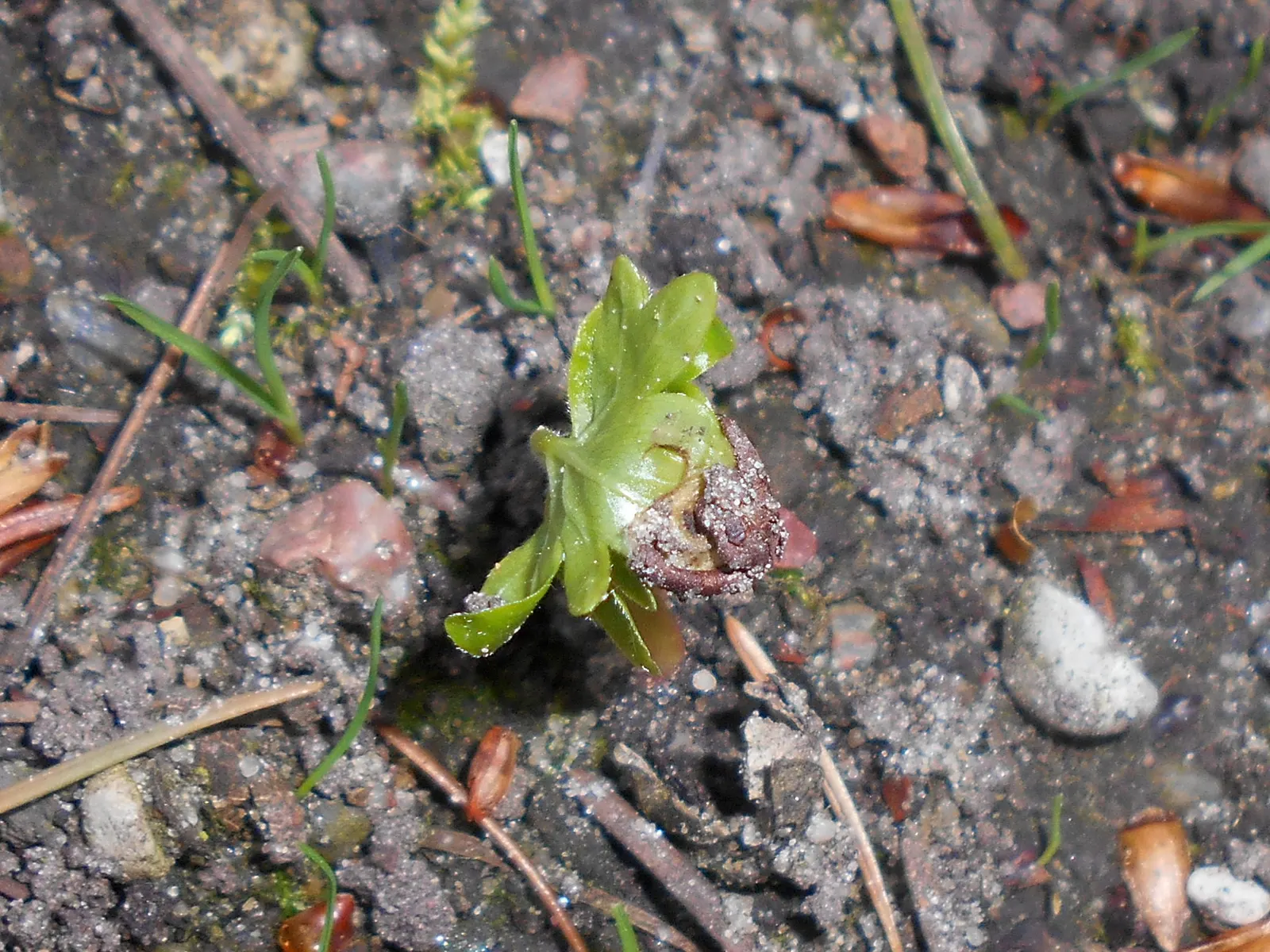 Littleleaf Linden (Tilia Cordata) — heart-shaped foliage and fragrant; making it an excellent choice for both shade and street plantings