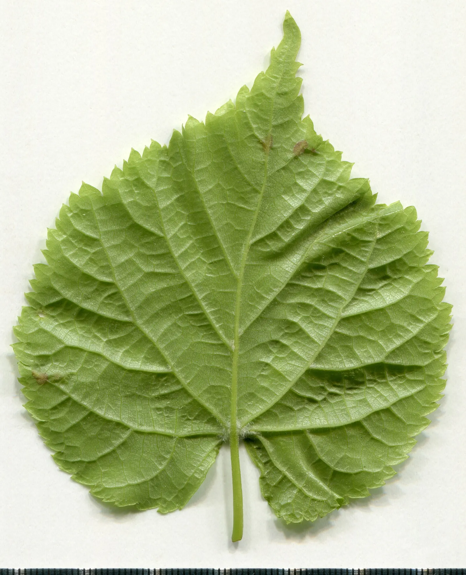 Littleleaf Linden (Tilia Cordata) — often reaching 60 to 70 feet in height with a spread of 35 to 50 feet; and ecological benefits for any landscape design