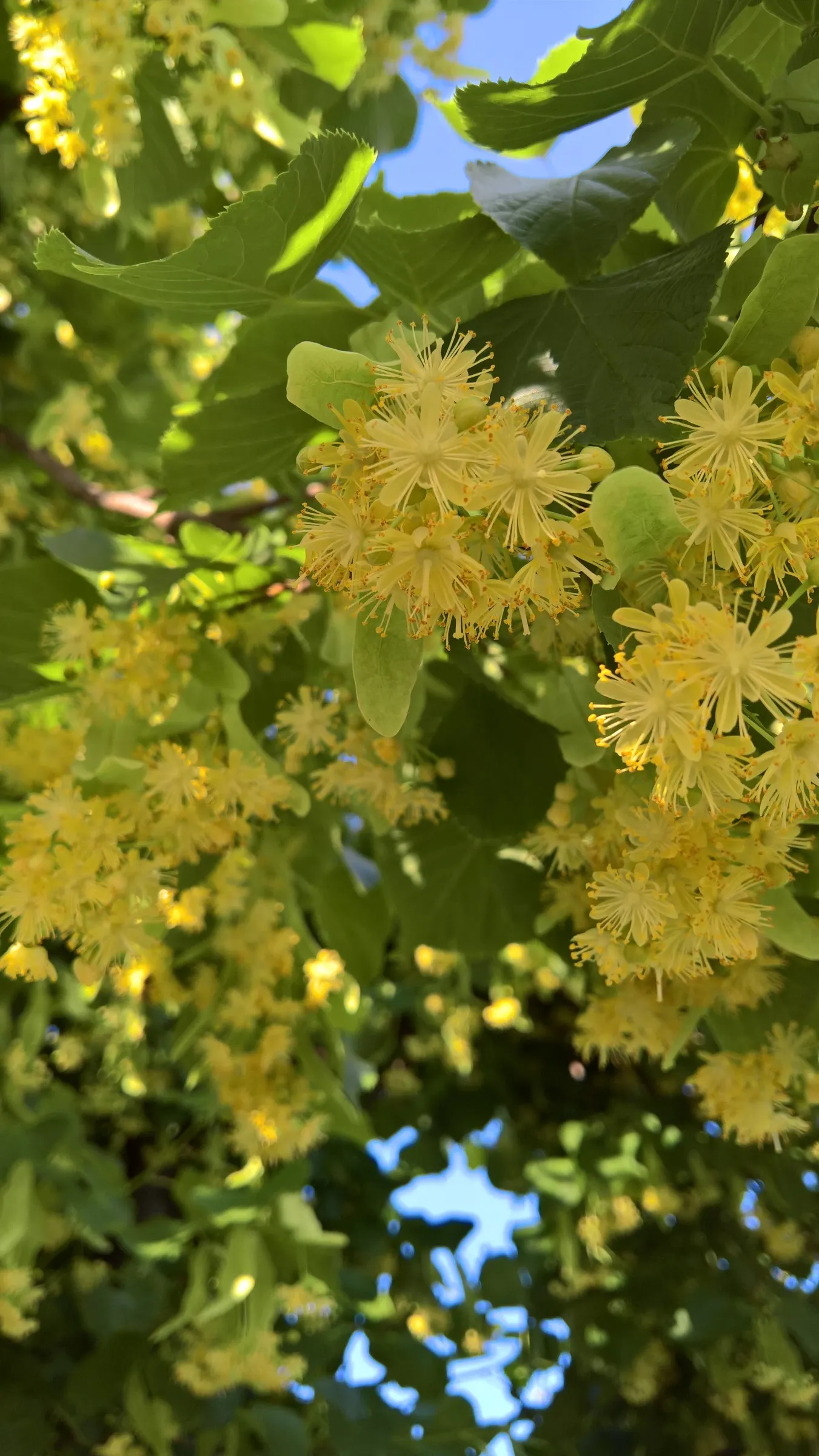 Littleleaf Linden (Tilia Cordata) — The Littleleaf Linden (Tilia cordata) is a cherished ornamental tree prized for its dense; turning to a more rounded crown