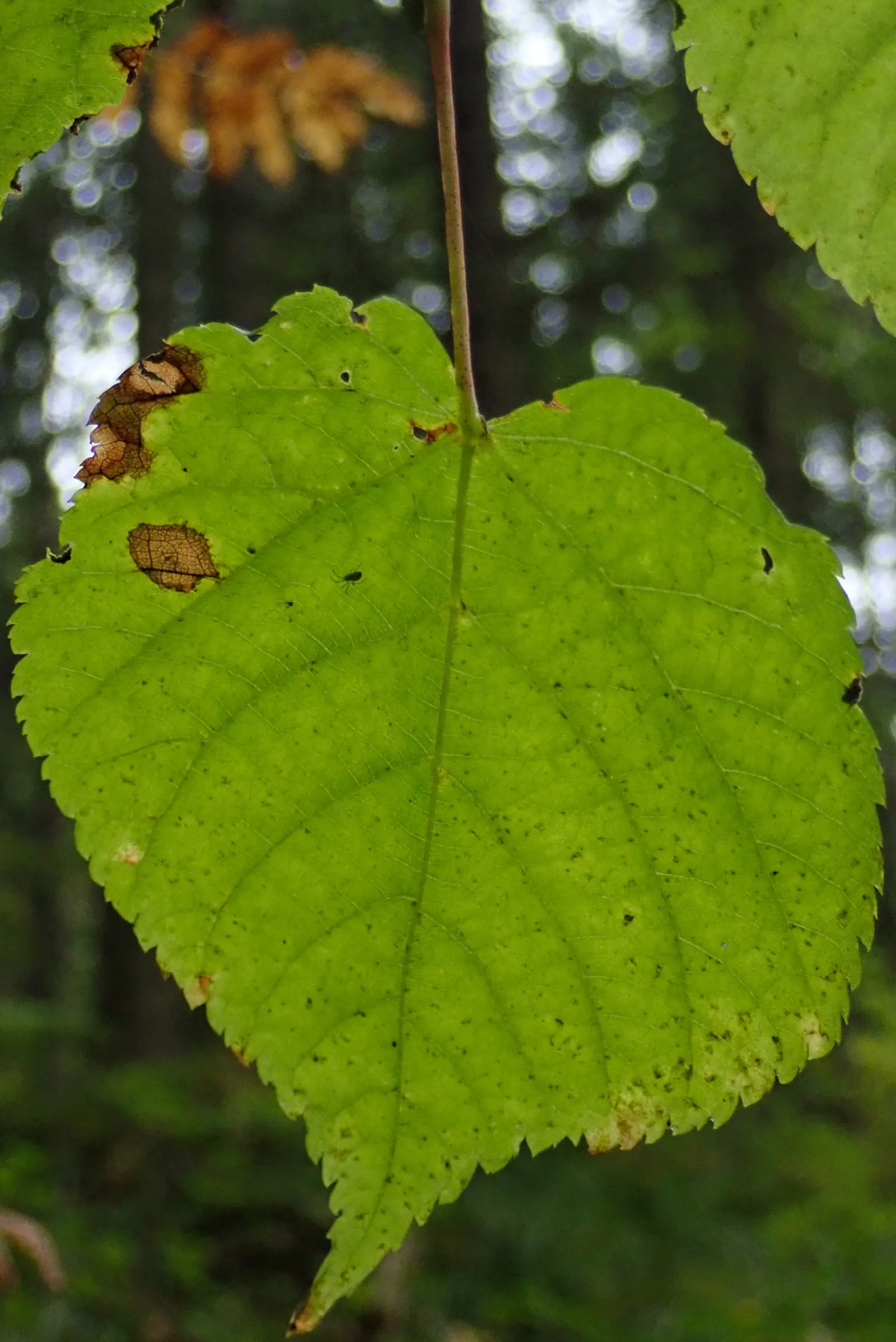 Littleleaf Linden (Tilia Cordata) — As an urban-tolerant tree