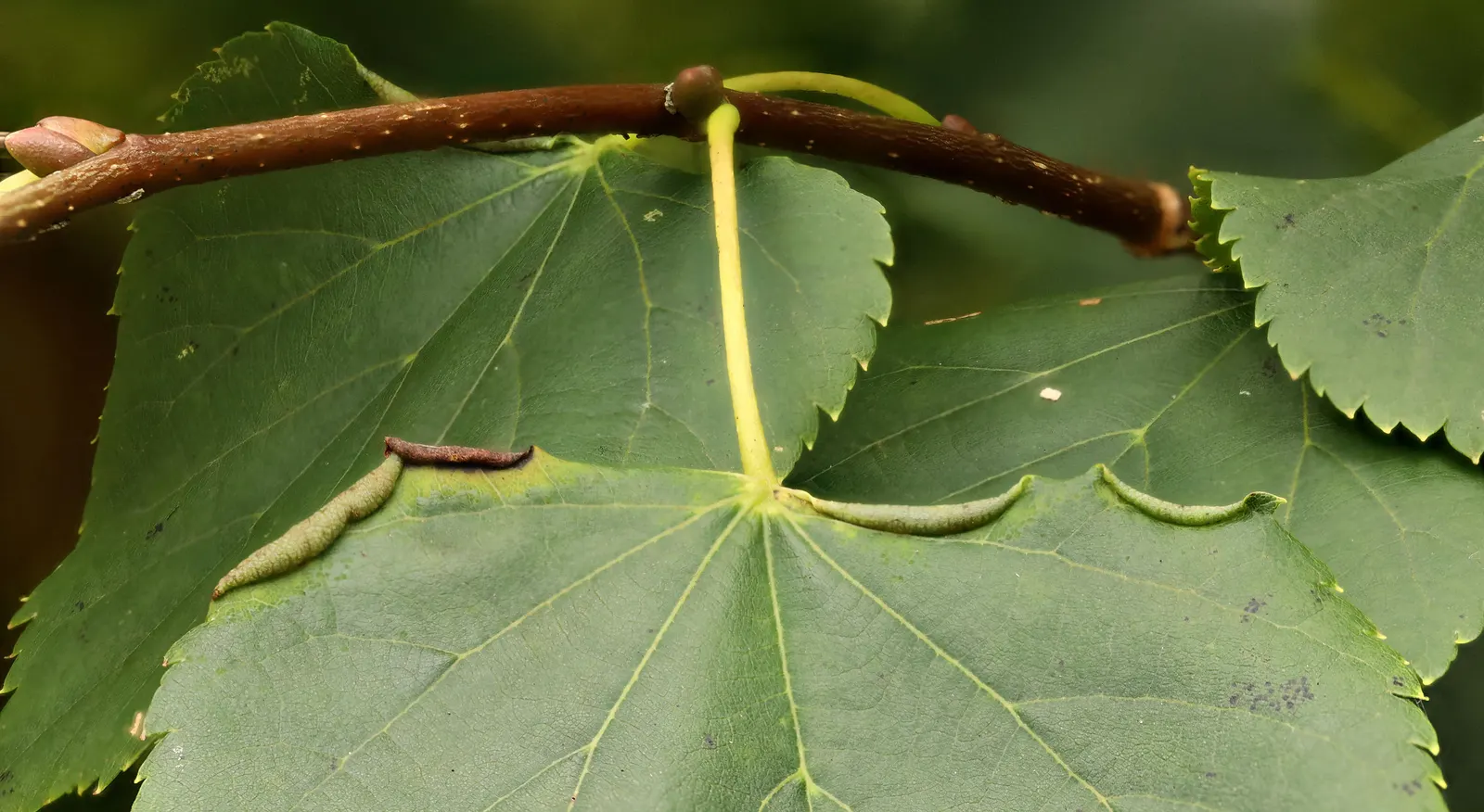 Littleleaf Linden (Tilia Cordata) — this species is adaptable to a variety of soil conditions