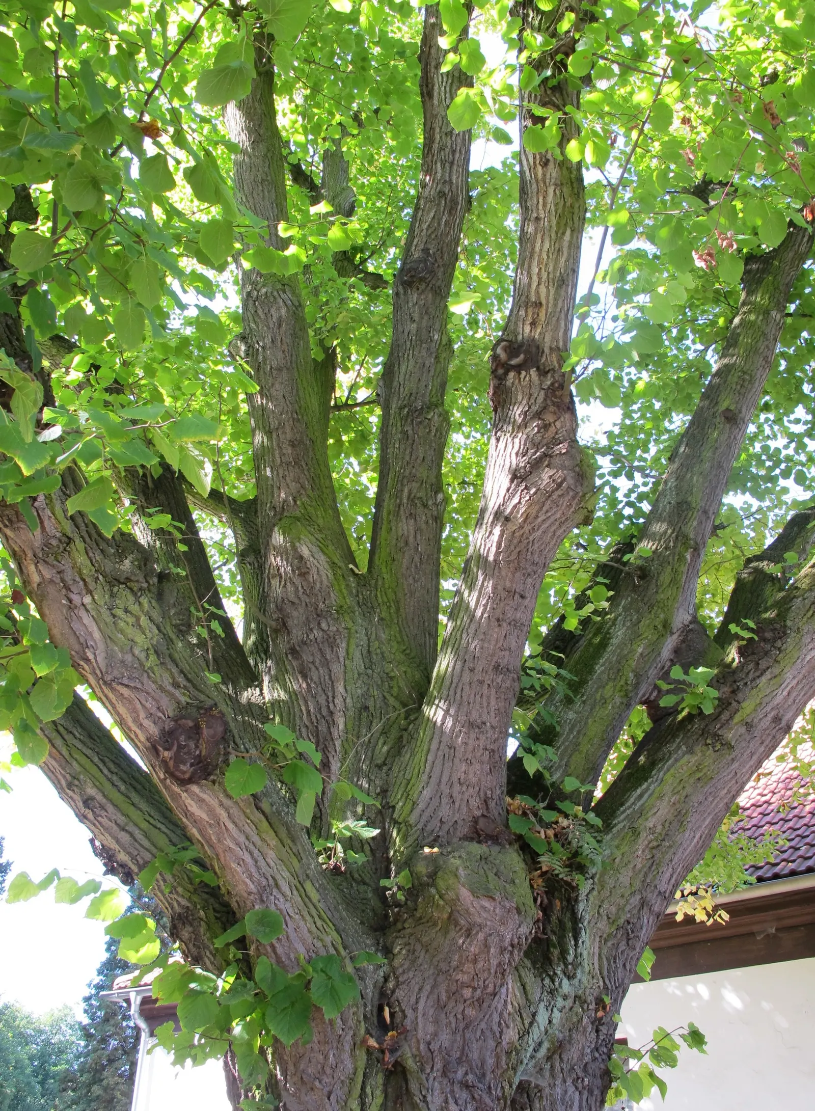 Littleleaf Linden (Tilia Cordata) — <br><br>The Littleleaf Linden is relatively low maintenance