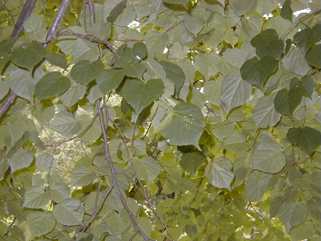 Littleleaf Linden (Tilia Cordata) — offering not just visual appeal