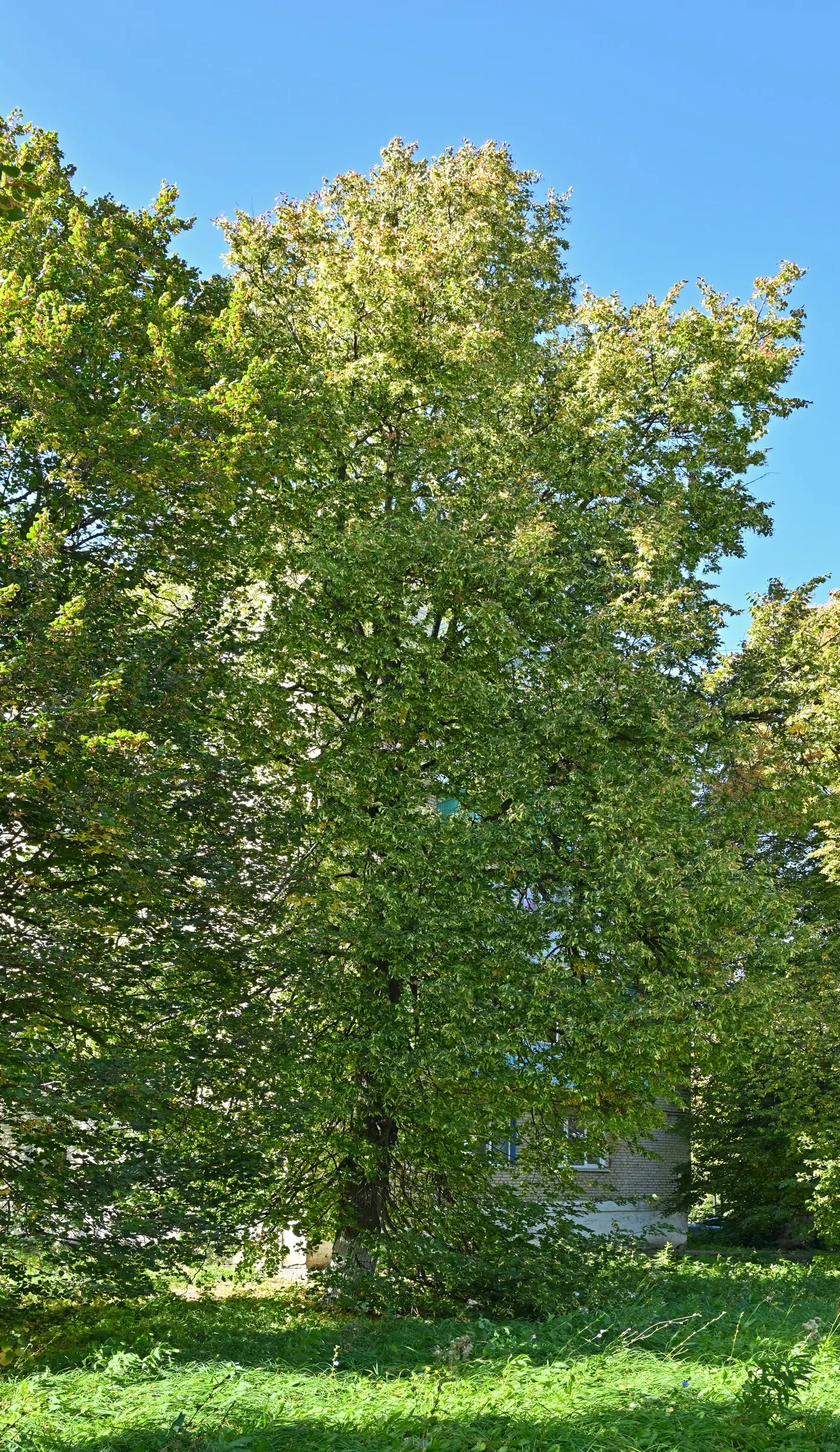 Littleleaf Linden (Tilia Cordata) — with occasional pruning to remove dead or weak branches and to preserve its neat appearance