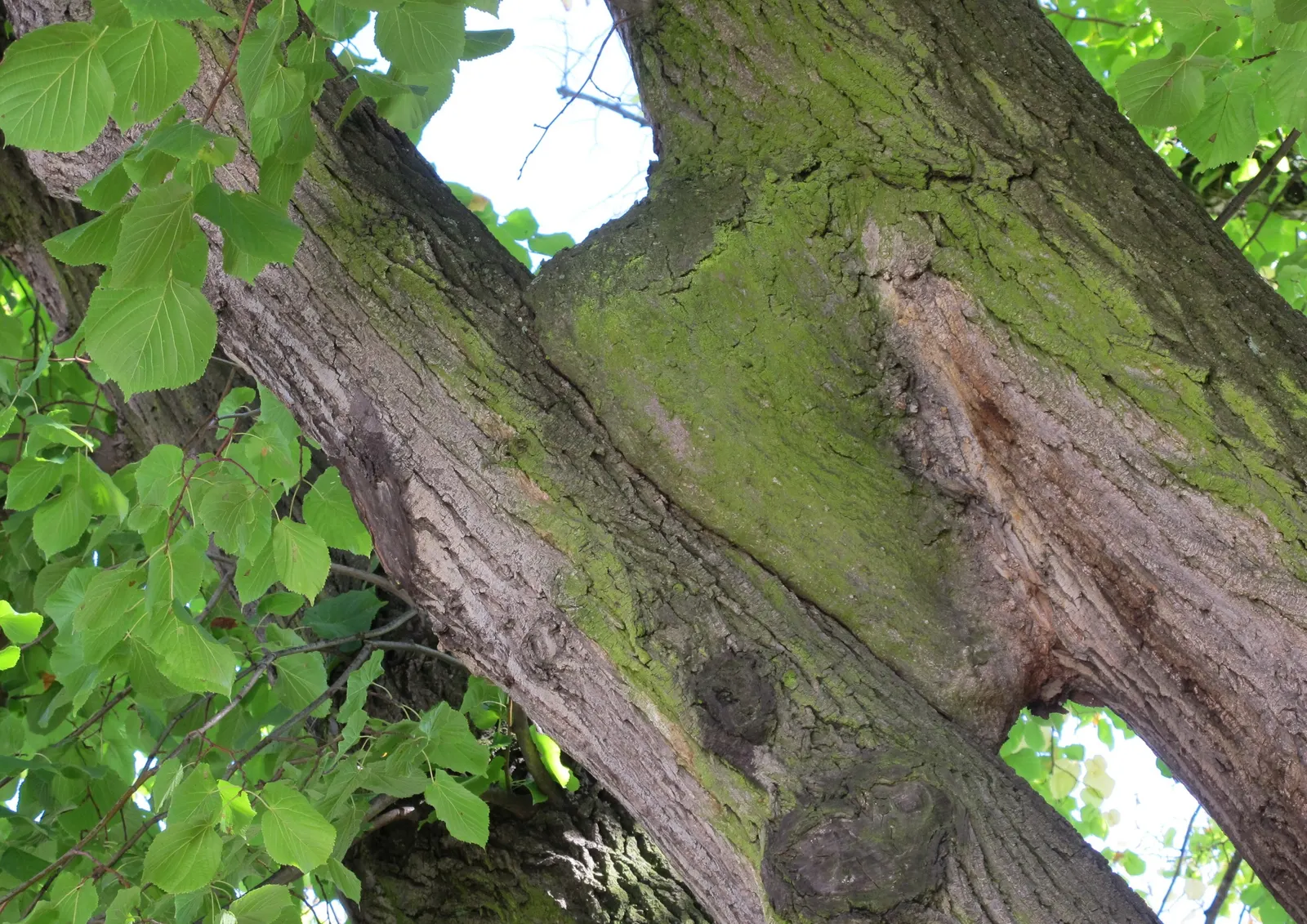 Littleleaf Linden (Tilia Cordata) — It requires full sun to partial shade to maintain its health and dense foliage