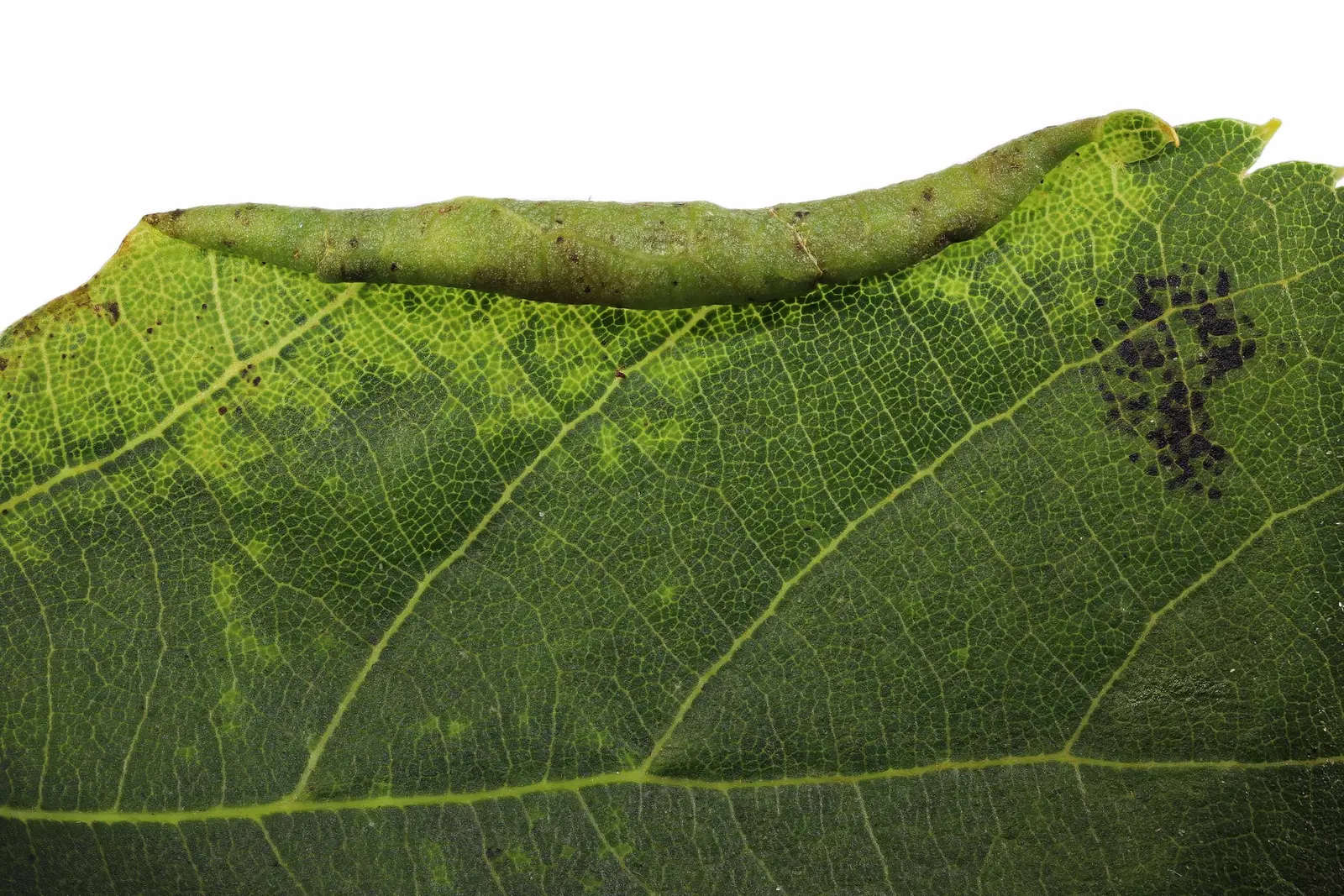 Littleleaf Linden (Tilia Cordata) — but it thrives best in well-drained