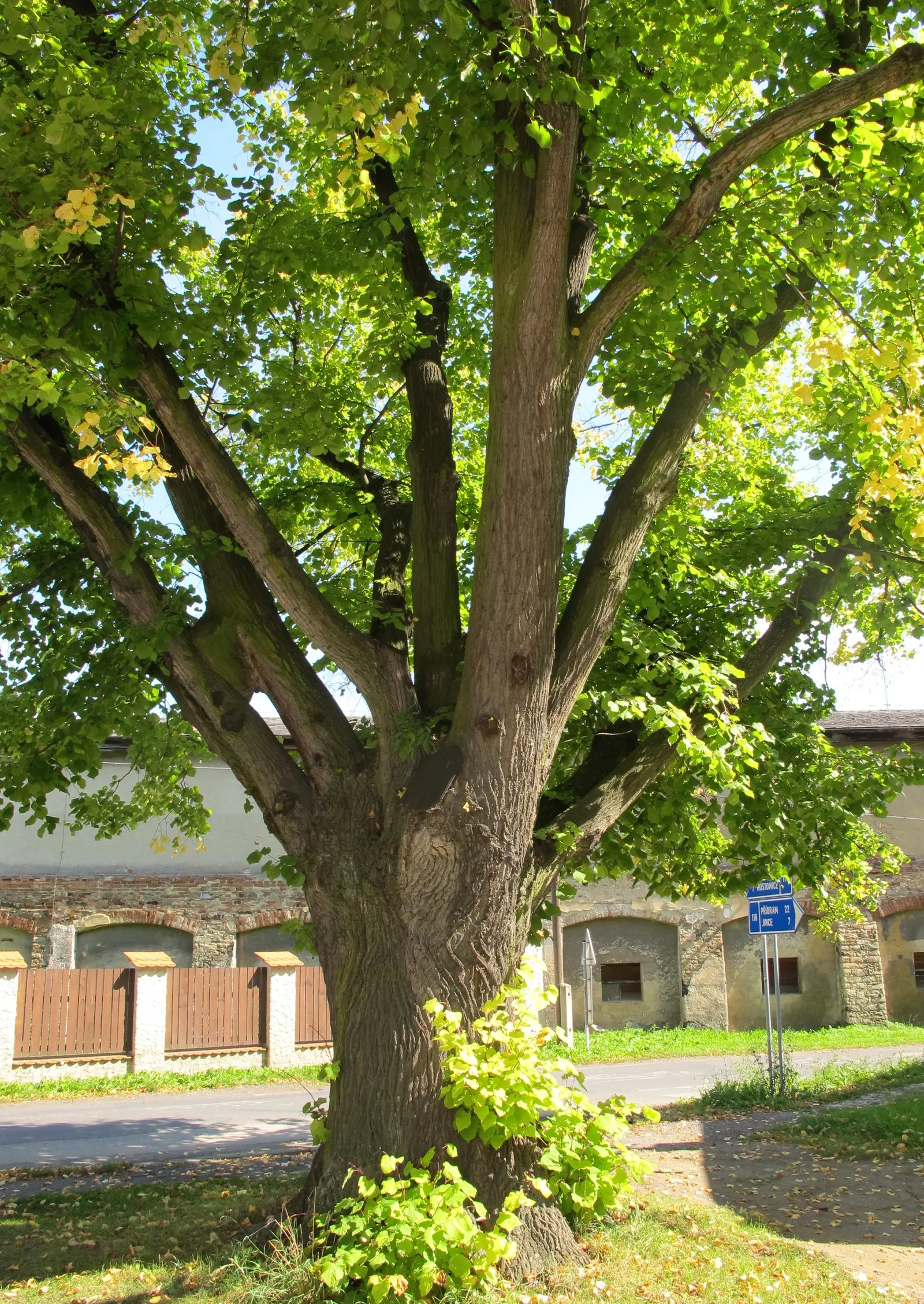 Littleleaf Linden (Tilia Cordata) — Tilia cordata can handle environmental stressors such as pollution and limited soil space