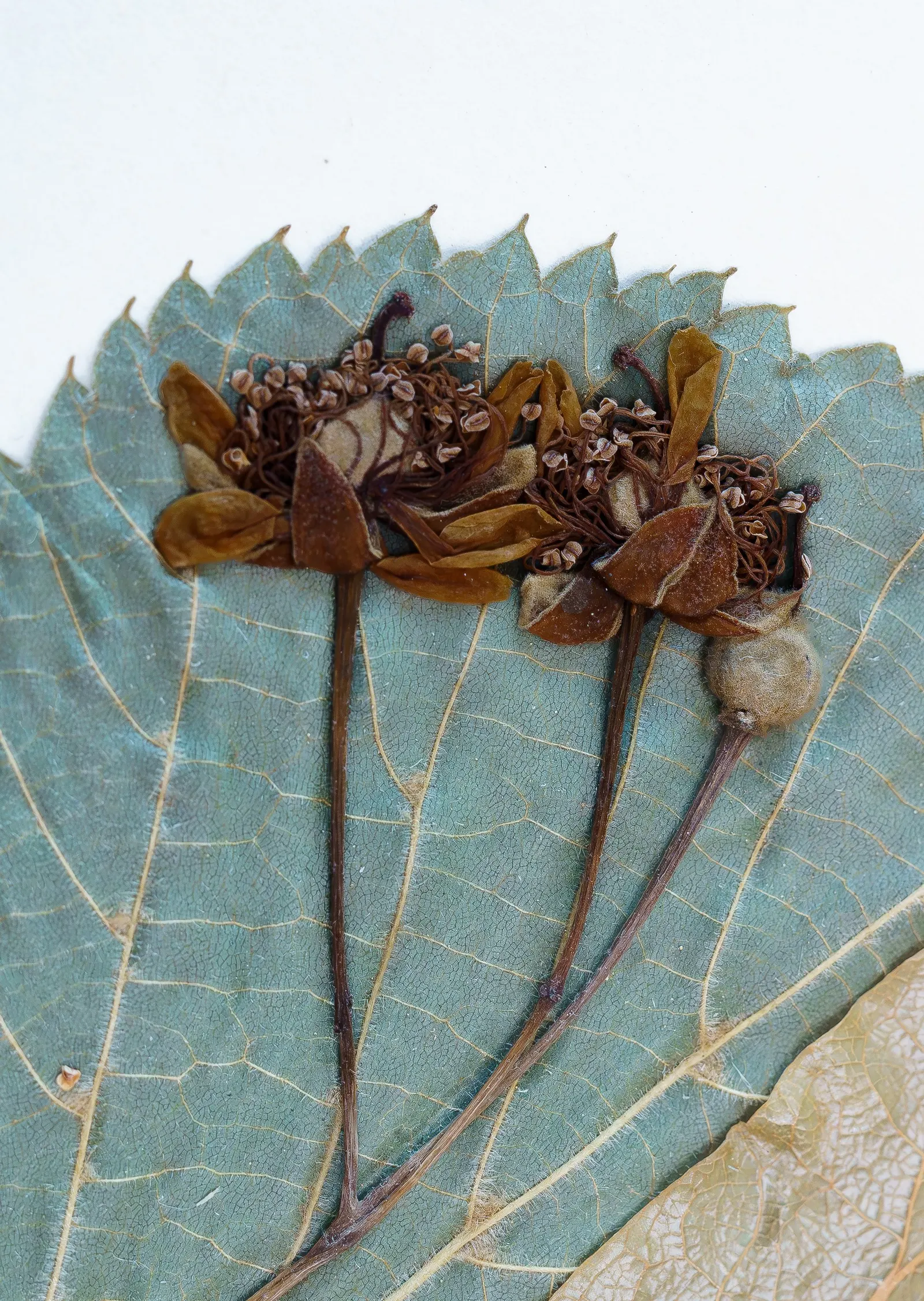 Littleleaf Linden (Tilia Cordata) — the Littleleaf Linden produces highly fragrant