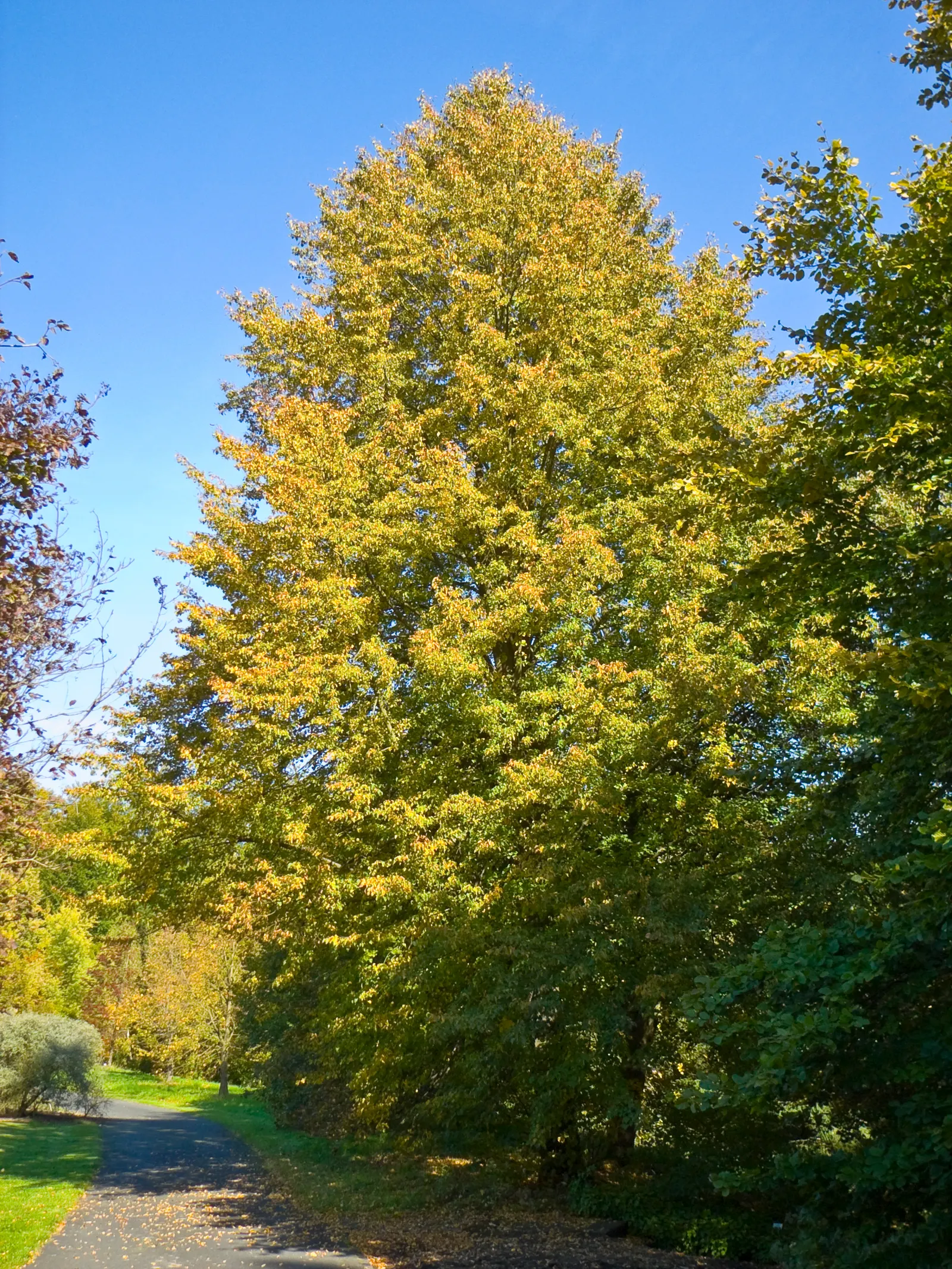 Littleleaf Linden (Tilia Cordata) — round nutlets that persist into the fall.<br><br>Hardy in USDA zones 3 through 8
