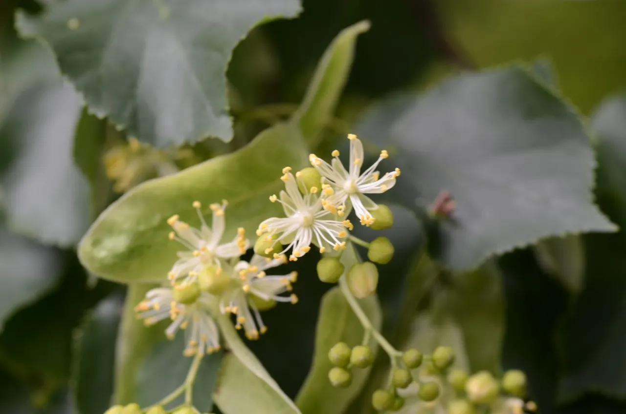 Littleleaf Linden (Tilia Cordata) — but also a haven for pollinators