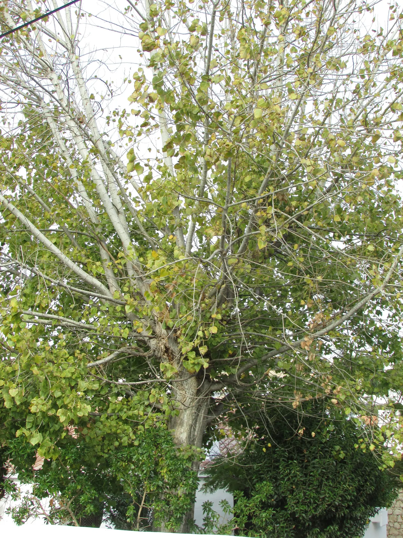 Littleleaf Linden (Tilia Cordata) — each measuring 1.5 to 3 inches long; making it an excellent choice for both shade and street plantings