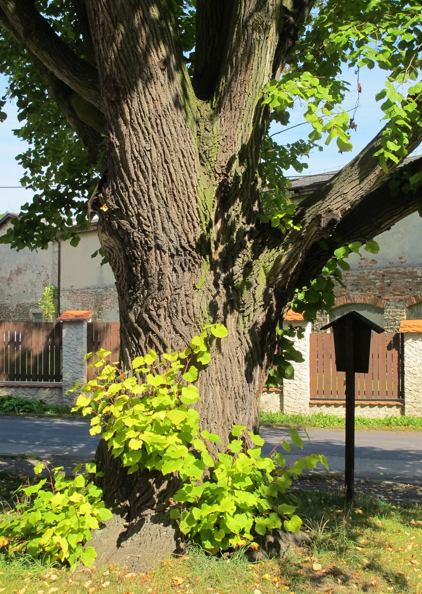Littleleaf Linden (Tilia Cordata) — making it a resilient choice for both public and private gardens