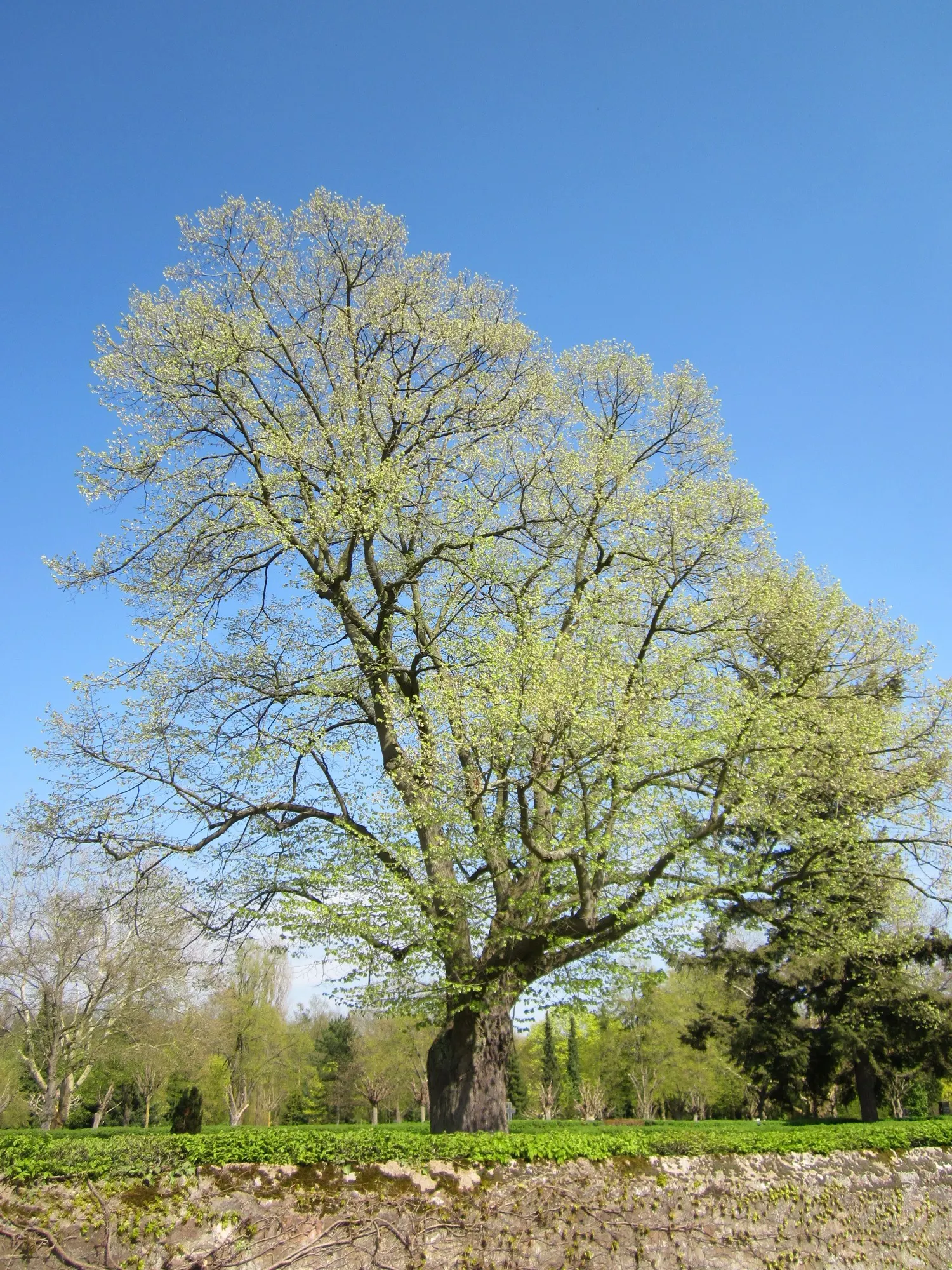 Littleleaf Linden (Tilia Cordata) — is a deciduous tree cherished for its ornamental and functional qualities in landscape design