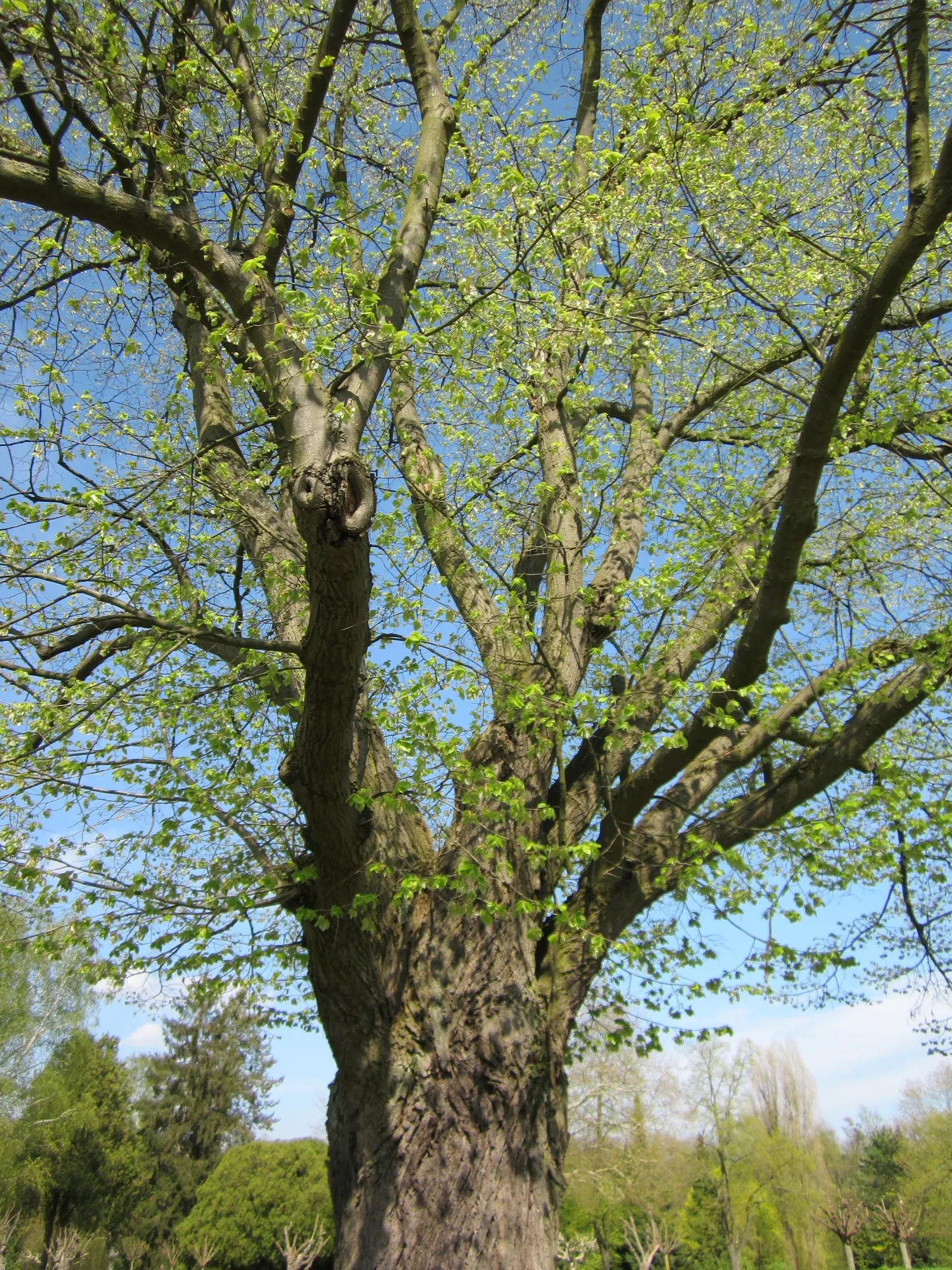 Littleleaf Linden (Tilia Cordata) — making it an excellent choice for both shade and street plantings