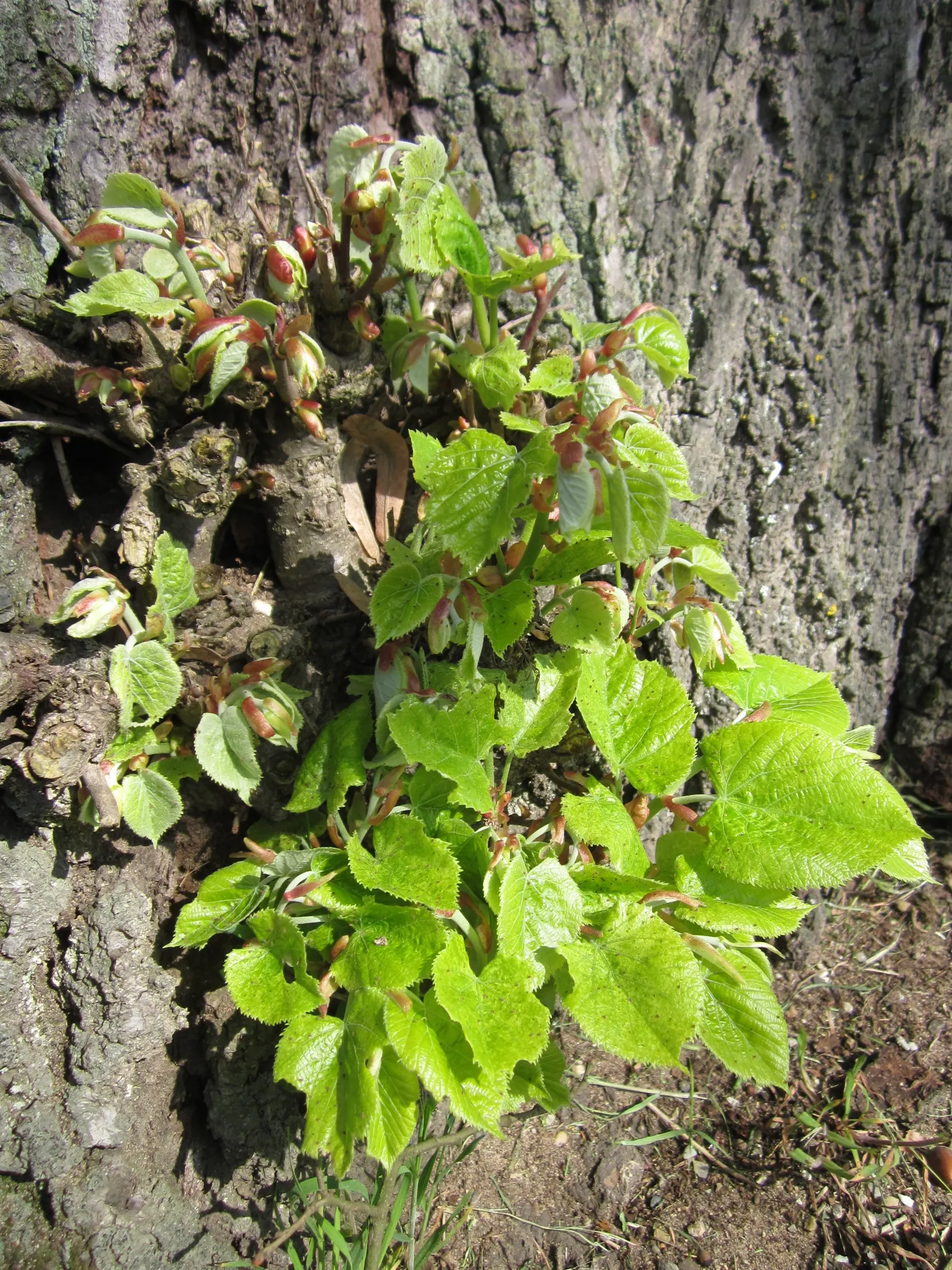 Littleleaf Linden (Tilia Cordata) — scientifically known as Tilia cordata