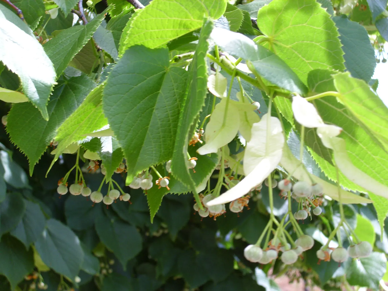 Littleleaf Linden (Tilia Cordata) — Maturing to 60-70 feet in height with a 35-50 foot spread