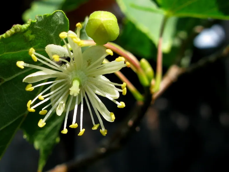 Littleleaf Linden (Tilia Cordata) — each measuring 1.5 to 3 inches long