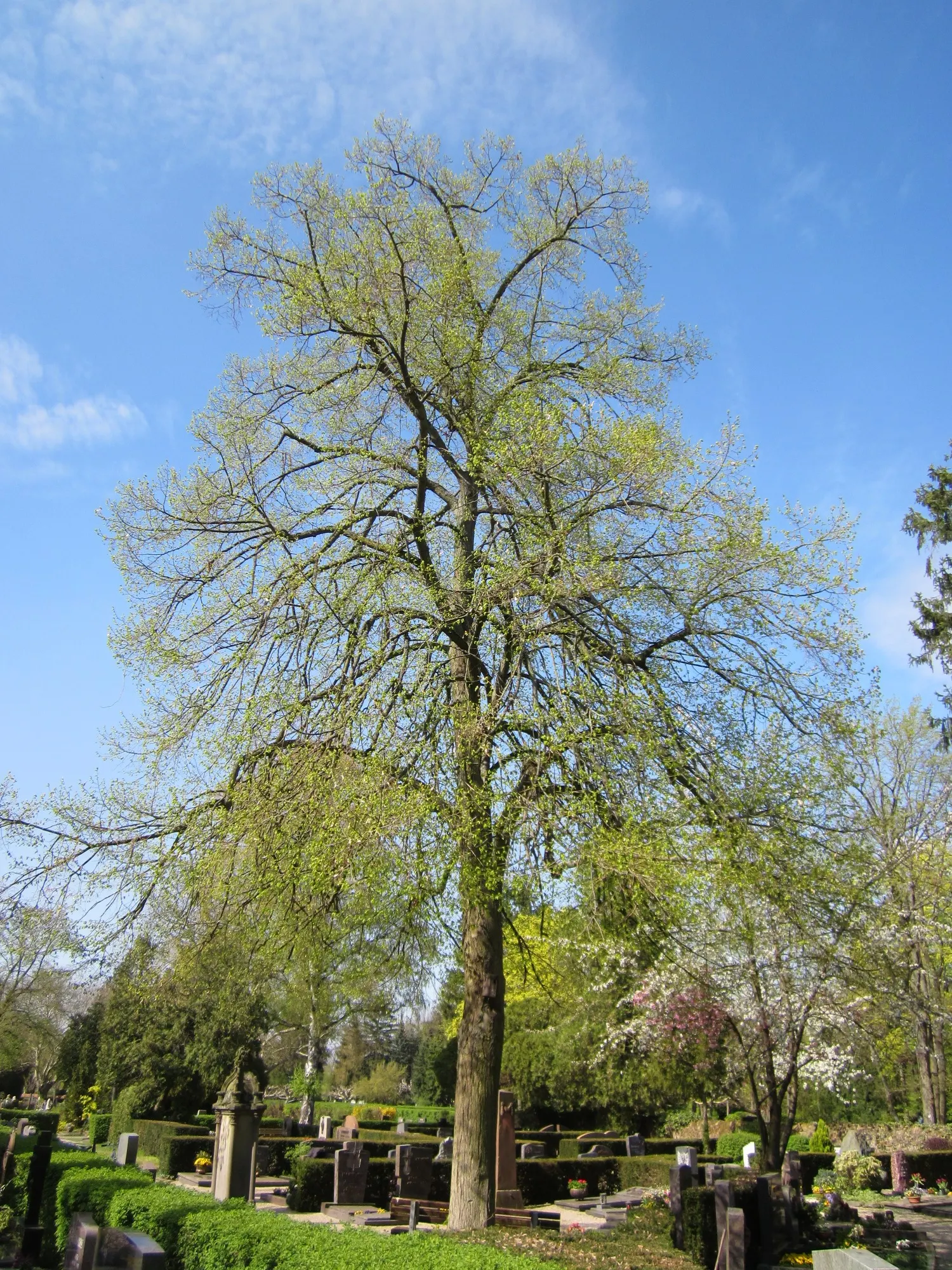 Littleleaf Linden (Tilia Cordata) — that flutter pleasingly in the breeze and cast a cool
