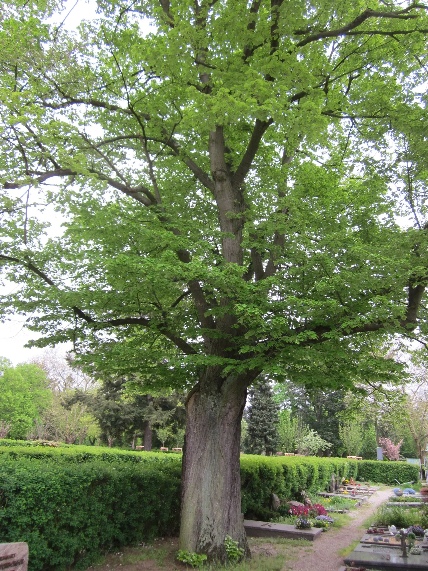 Littleleaf Linden (Tilia Cordata) — often reaching 60 to 70 feet in height with a spread of 35 to 50 feet