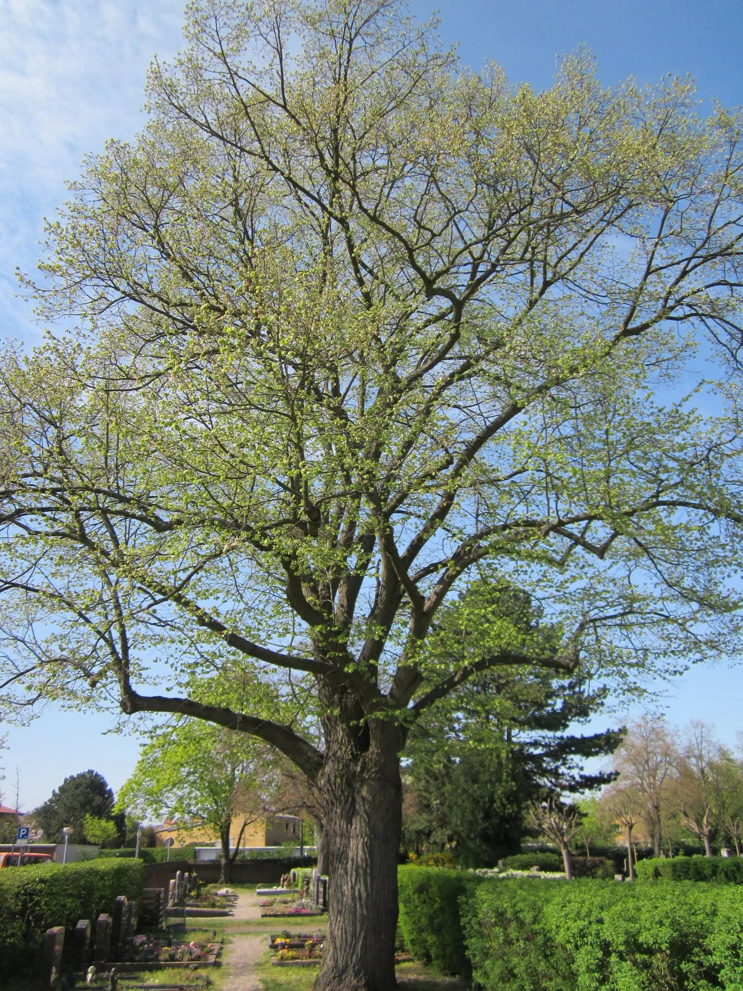 Littleleaf Linden (Tilia Cordata) — The leaves turn an attractive yellow in the fall