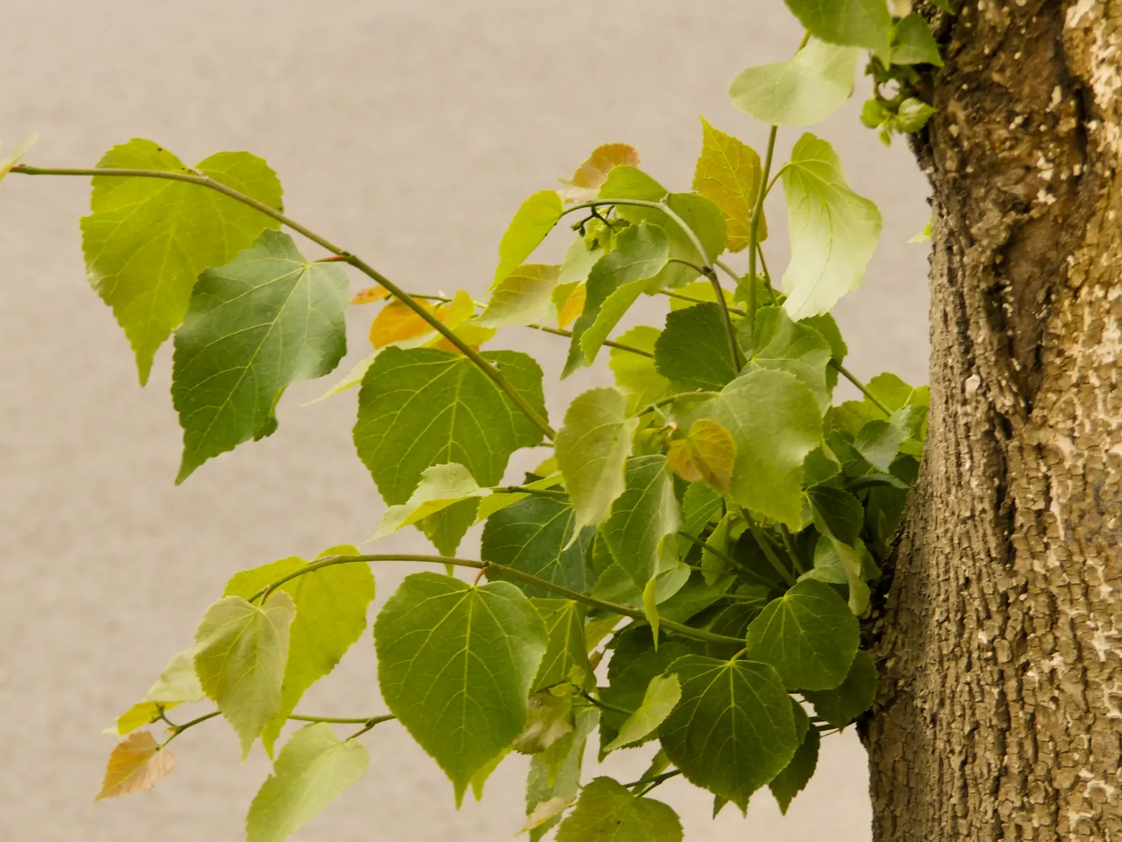Littleleaf Linden (Tilia Cordata) — The Littleleaf Linden (Tilia cordata) is a cherished ornamental tree prized for its dense