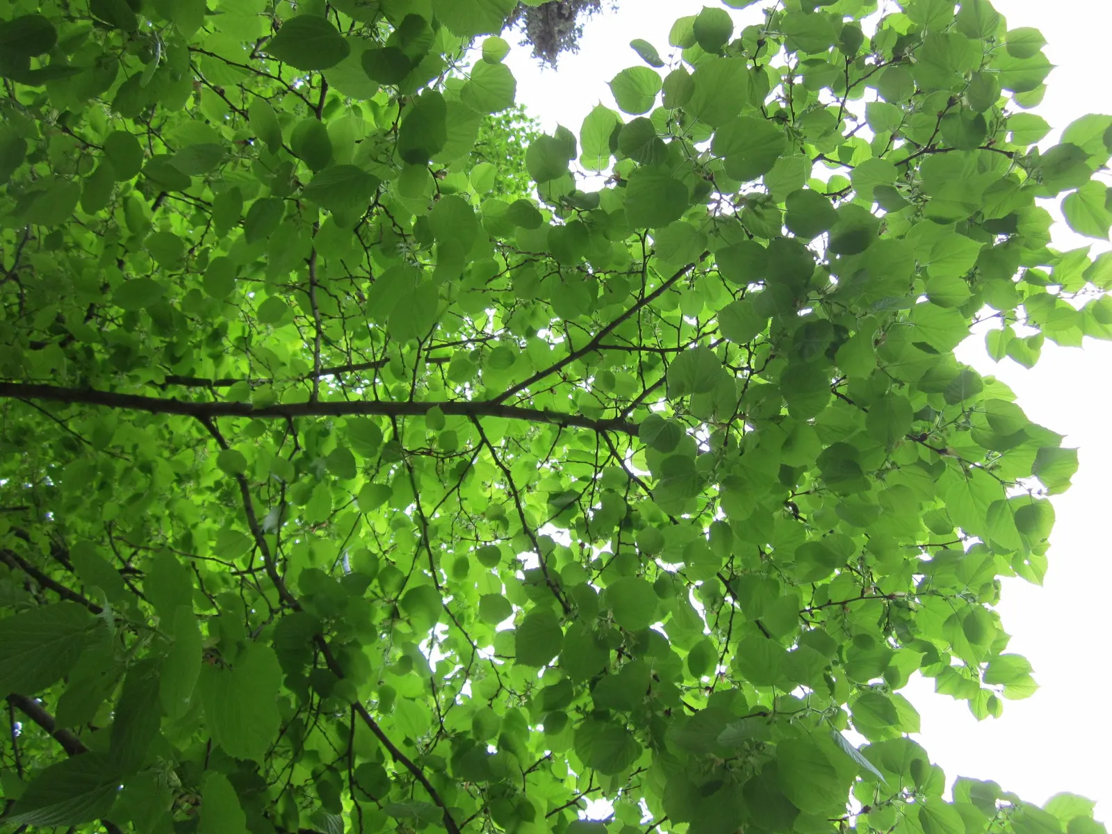 Littleleaf Linden (Tilia Cordata) — heart-shaped foliage and fragrant