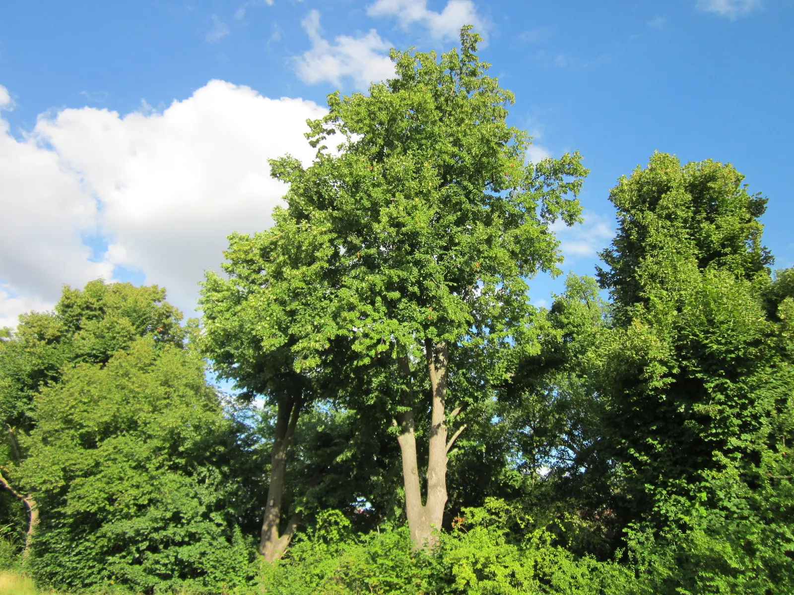 Littleleaf Linden (Tilia Cordata) — Ideal for urban landscapes due to its adaptability