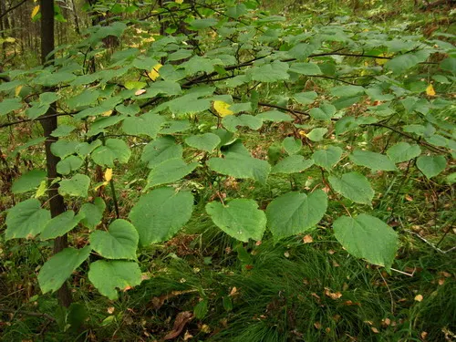 Littleleaf Linden (Tilia Cordata) — creamy-yellow flowers arranged in drooping cymes