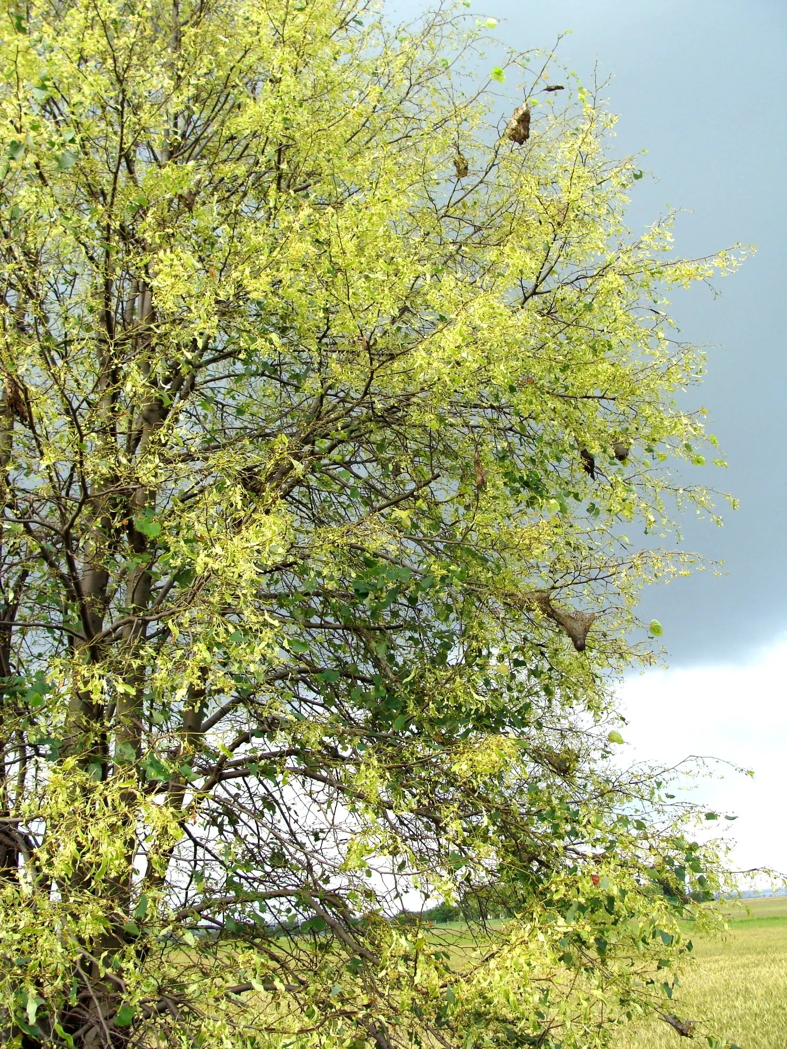 Littleleaf Linden (Tilia Cordata) — Hardy in zones 3-7, it requires well-drained soils