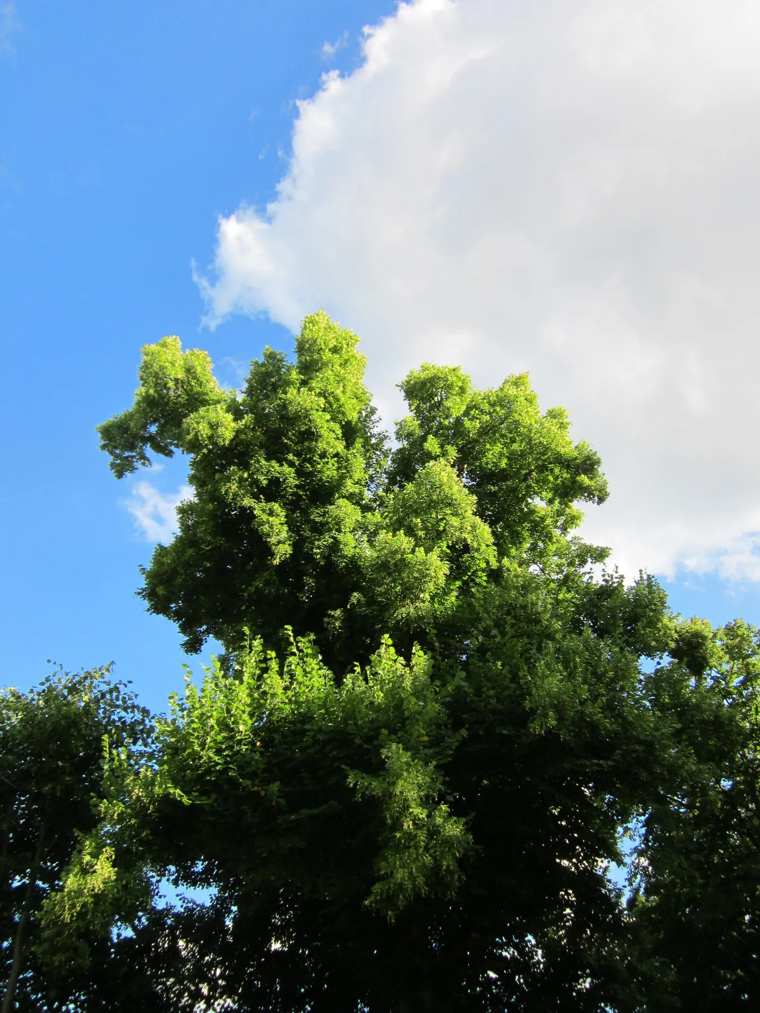 Littleleaf Linden (Tilia Cordata) — turning to a more rounded crown with age