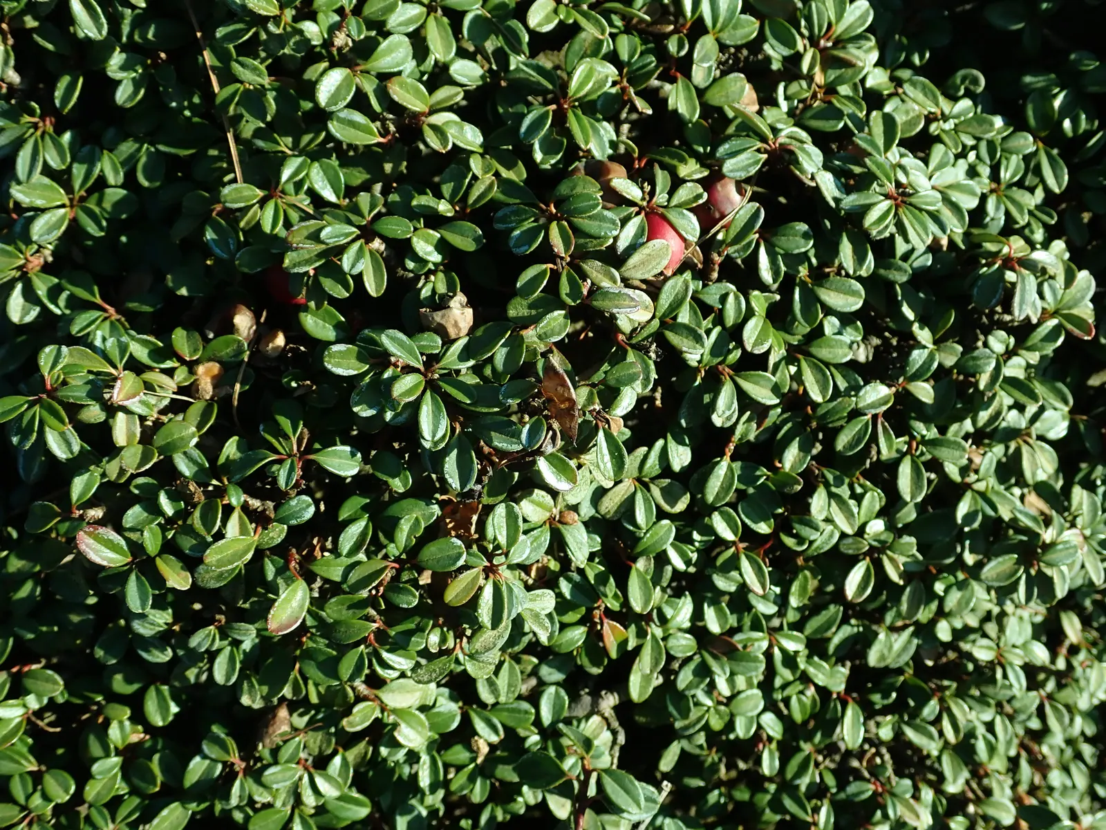 Little Leaf Cotoneaster (Cotoneaster Microphyllus) — When designing with this plant