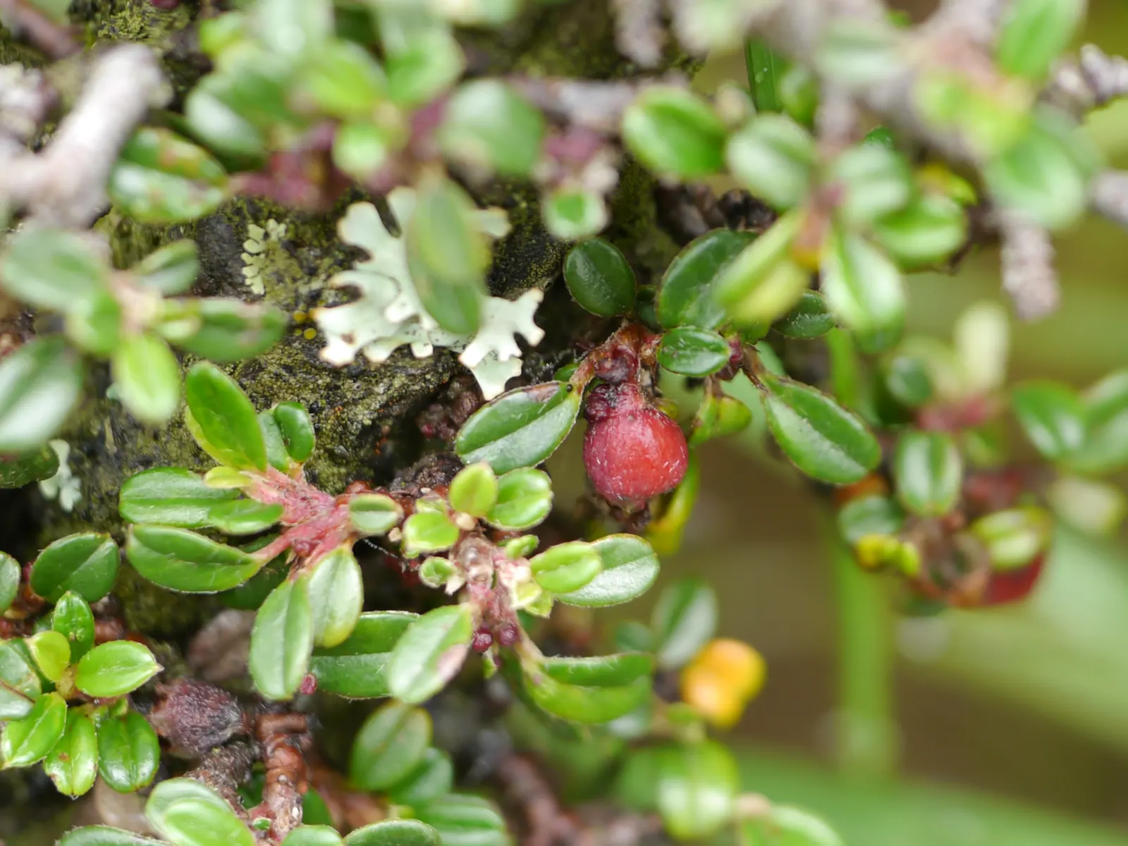 Little Leaf Cotoneaster (Cotoneaster Microphyllus) — from loamy to sandy and even clay soils