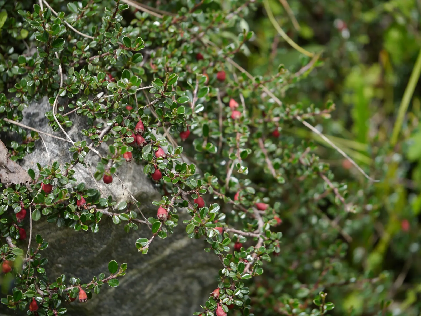 Little Leaf Cotoneaster (Cotoneaster Microphyllus) — Spring brings a subtle charm as it's adorned with tiny