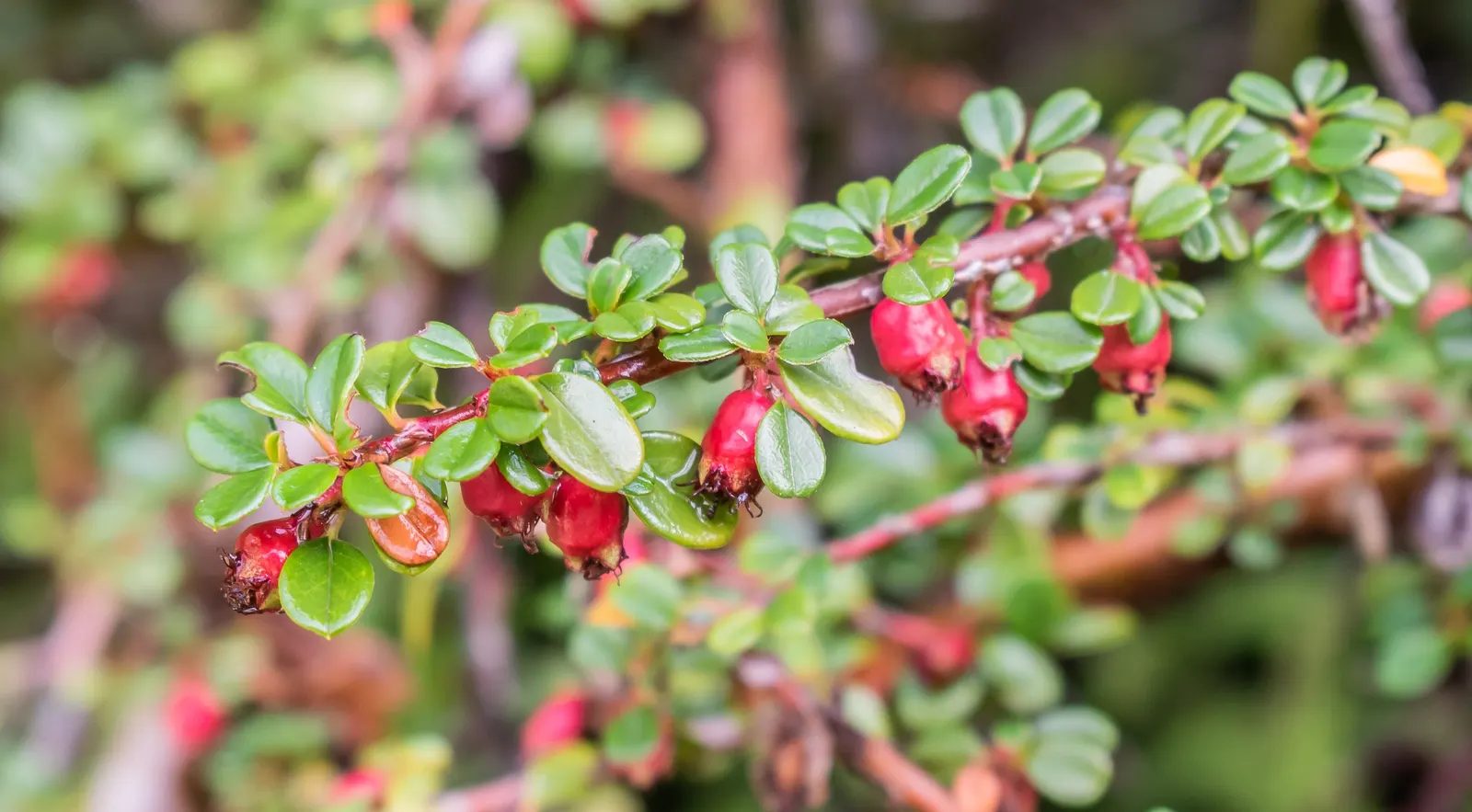 Little Leaf Cotoneaster (Cotoneaster Microphyllus) — scientifically dubbed Cotoneaster microphyllus; its dense growth habit and graceful