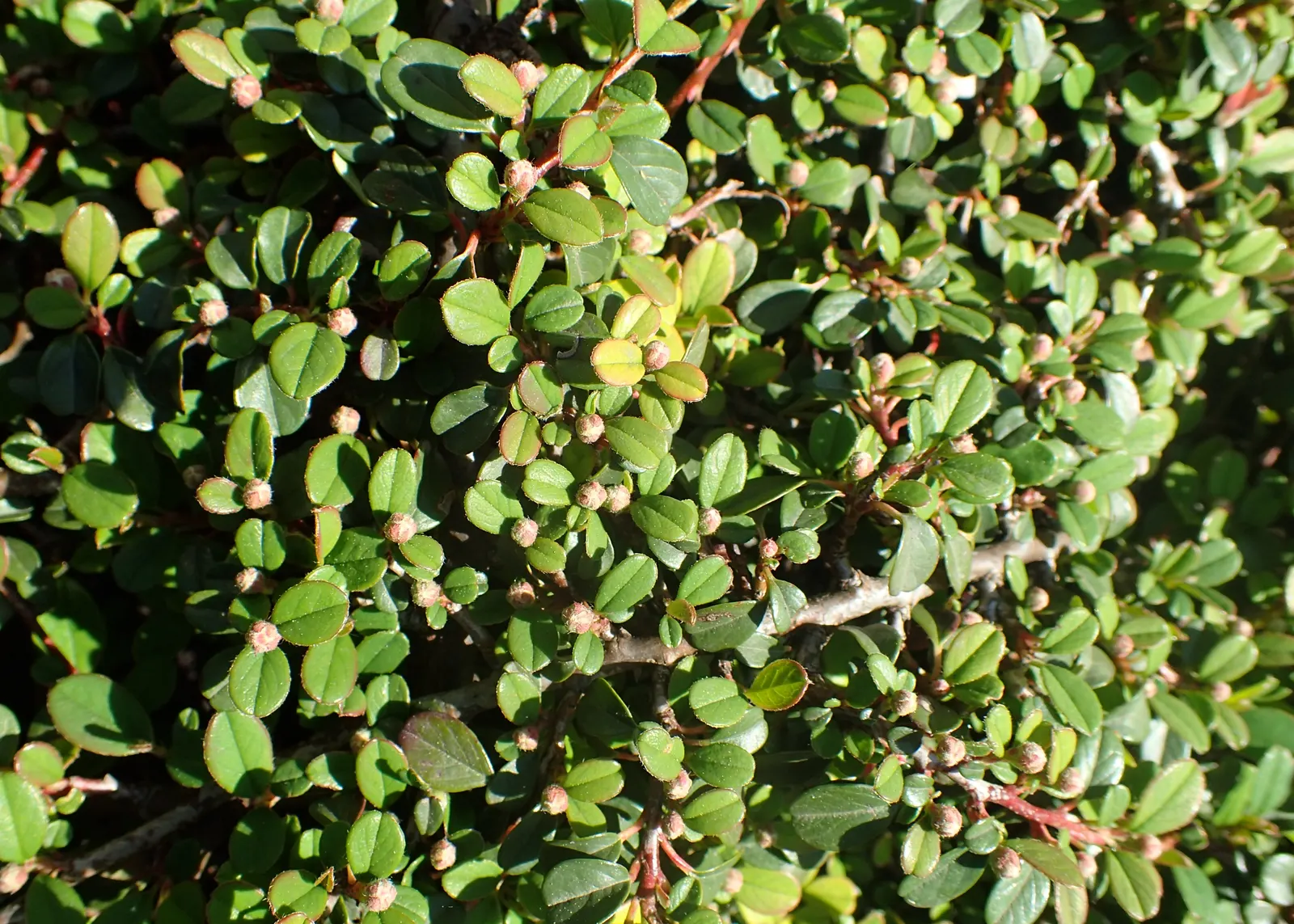 Little Leaf Cotoneaster (Cotoneaster Microphyllus) — making it a preferred choice for landscape designs