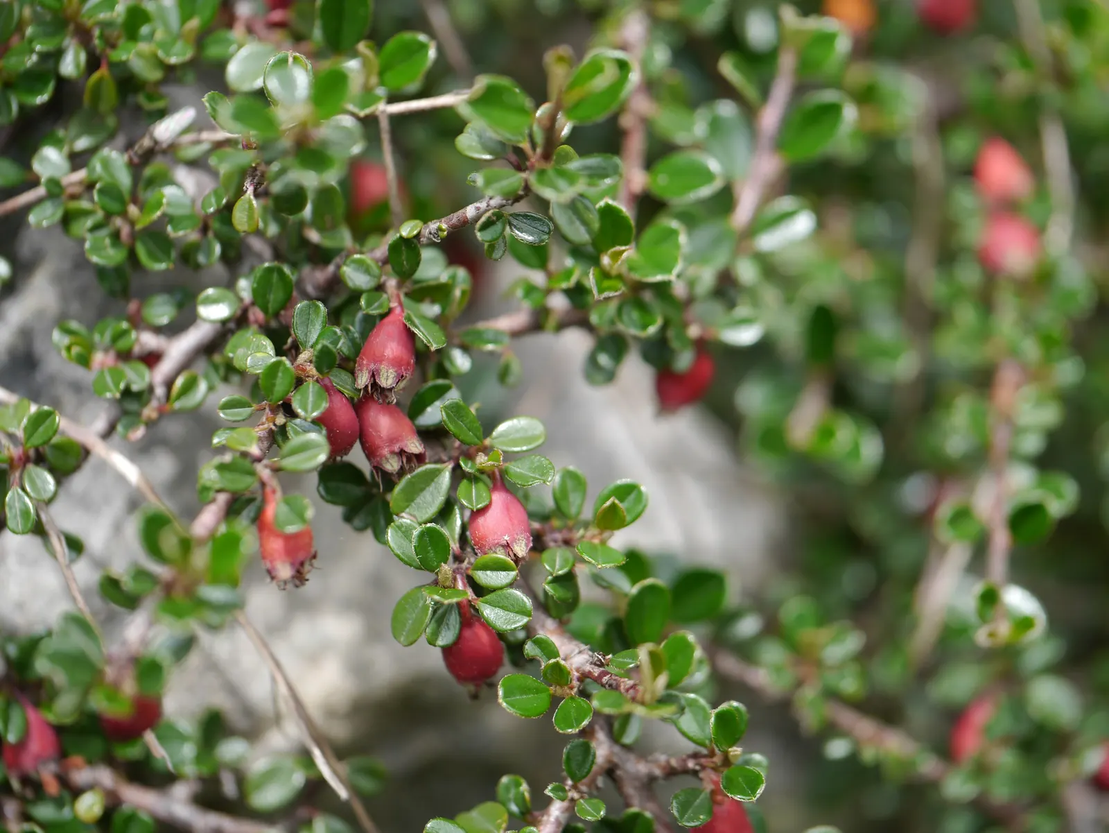 Little Leaf Cotoneaster (Cotoneaster Microphyllus) — These deep green leaves may exhibit pleasing bronze to red hues in the fall, providing seasonal interest